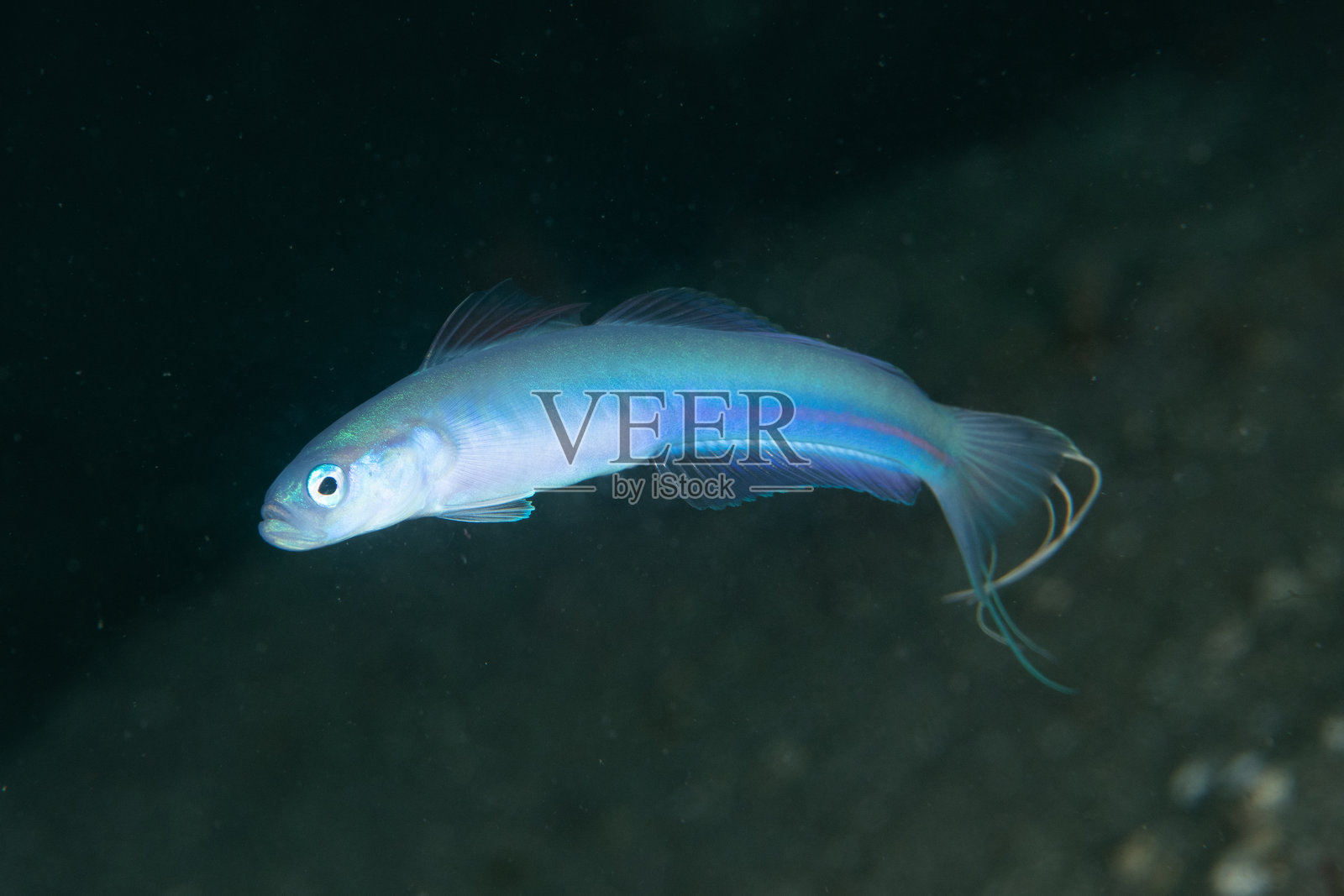 美丽的野生鱼类（丝带泥鳅）在蓝色海洋中游动照片摄影图片