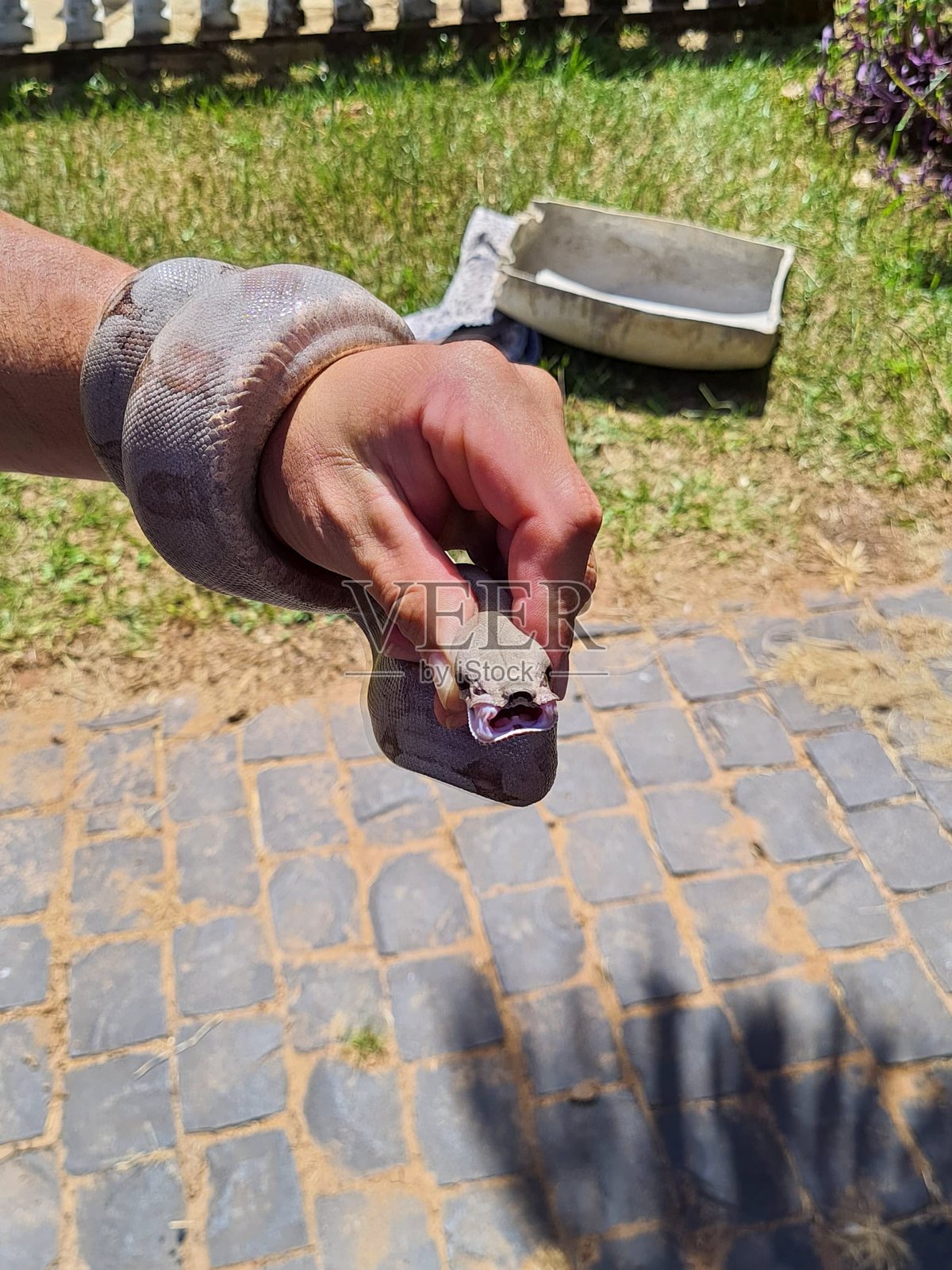 蟒蛇（Boa constrictor）照片摄影图片