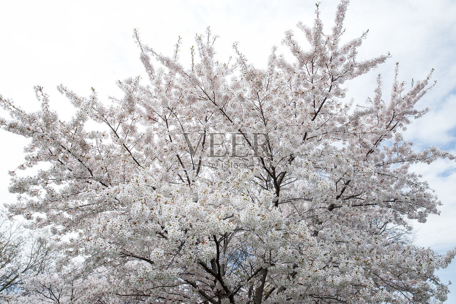 春天，城市公园里的樱花盛开。多伦多。照片摄影图片