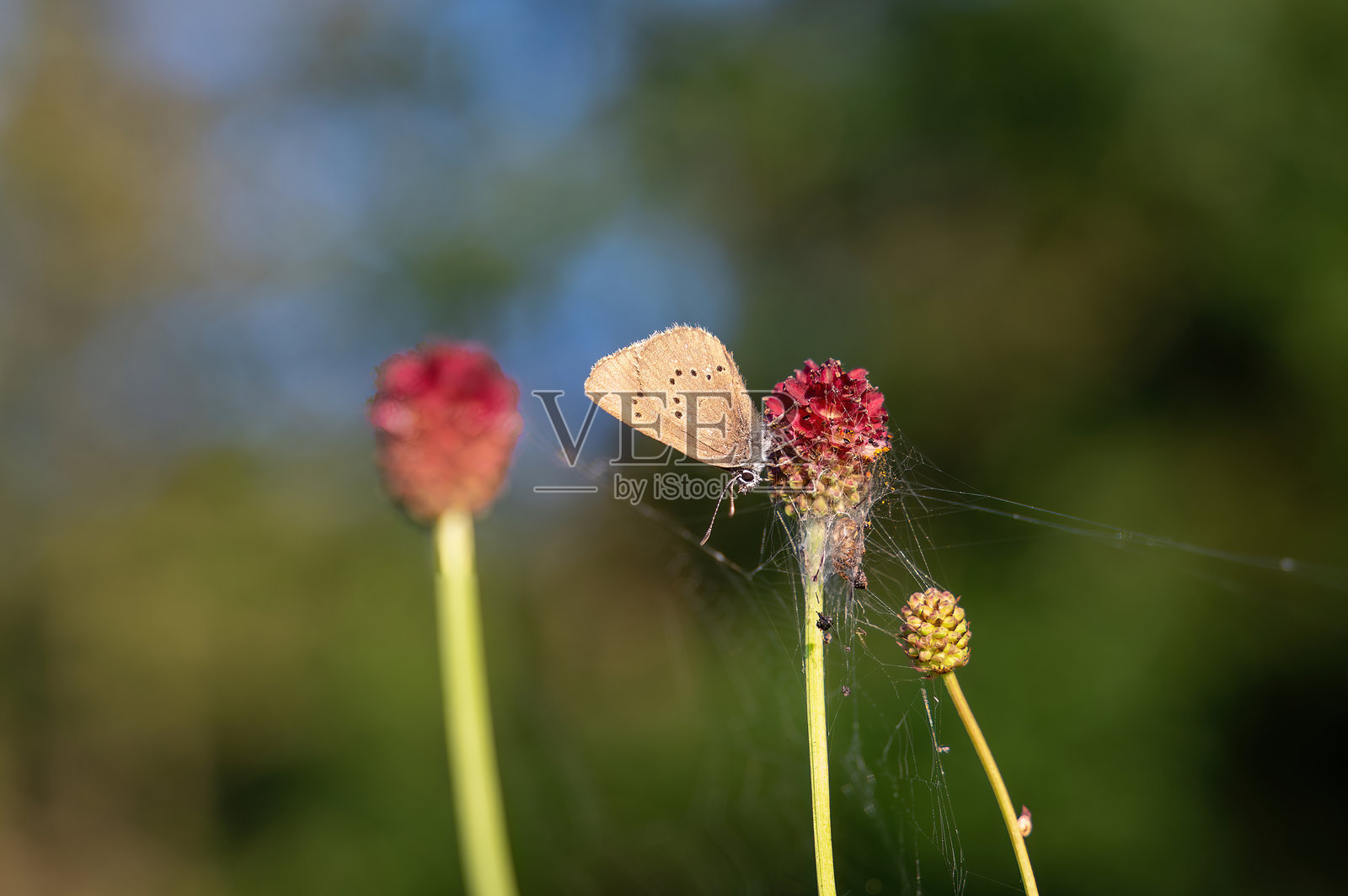 一只蝴蝶停在花上照片摄影图片