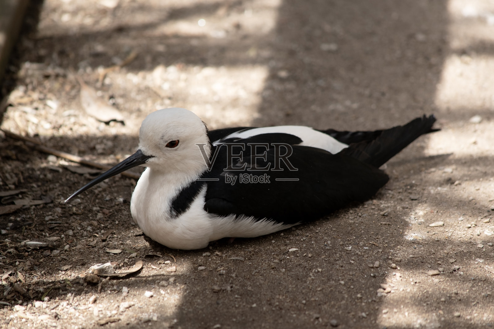 黑翅长脚鹬正在休息照片摄影图片