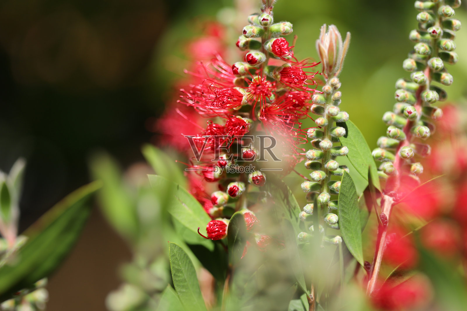 红色瓶刷植物（Callistemon citrinus）照片摄影图片