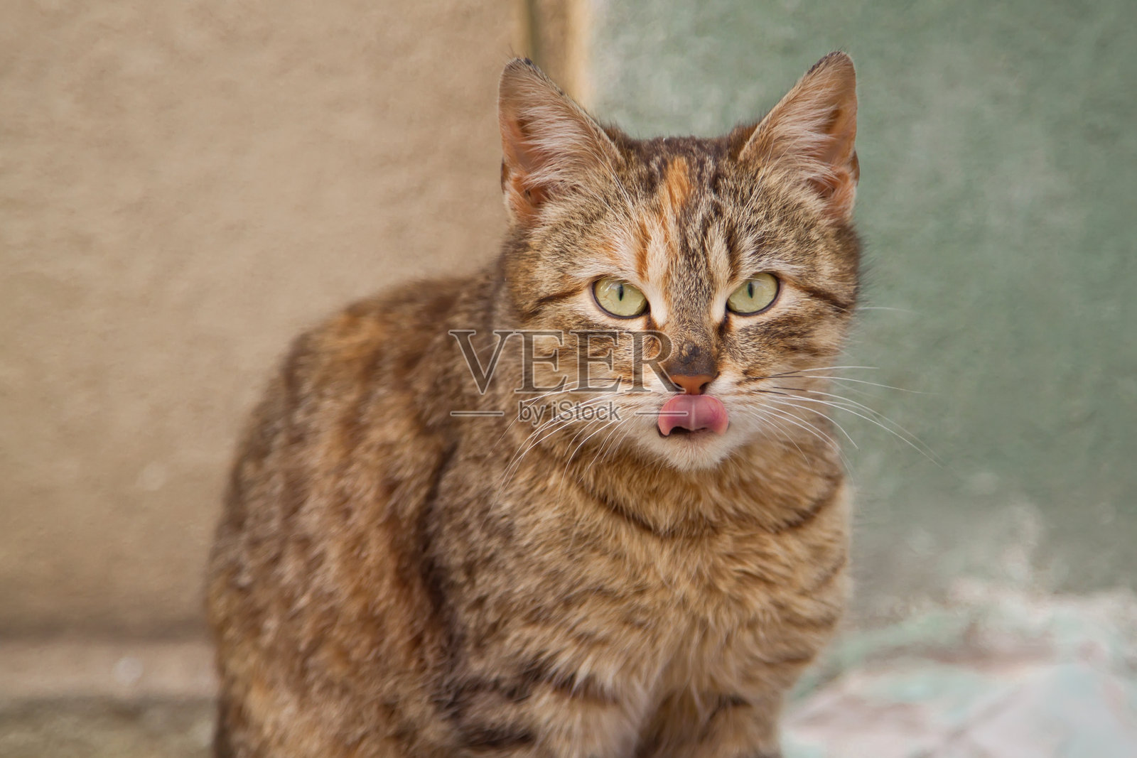 灰色猫咪特写照片摄影图片