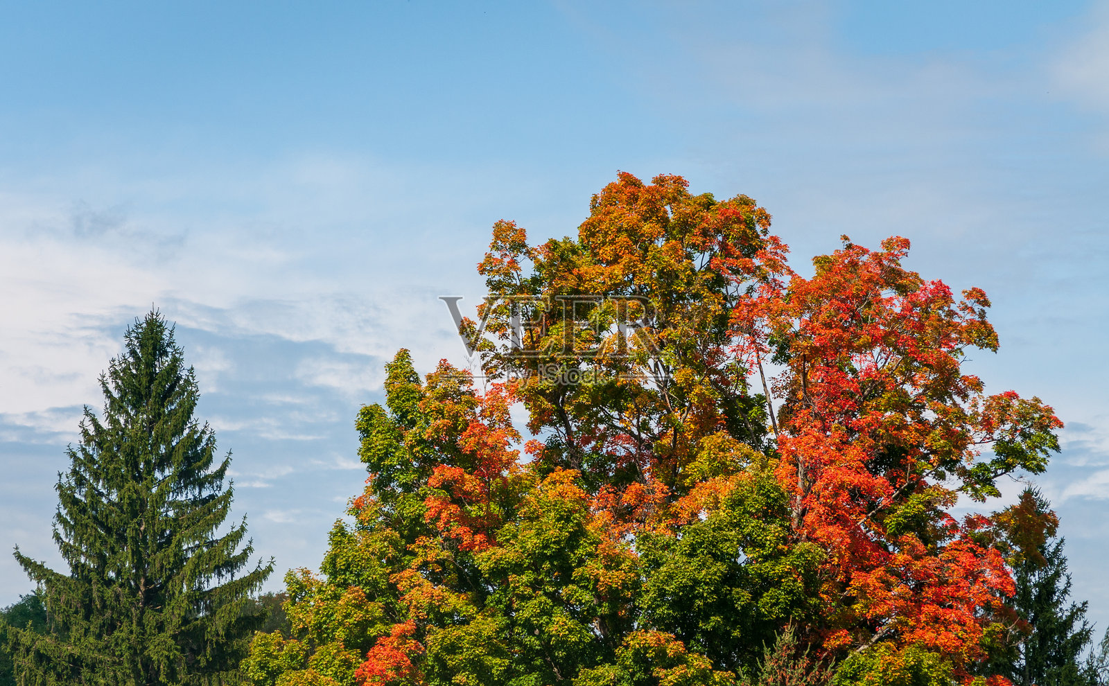 宾夕法尼亚州糖果林的树木风景视图照片摄影图片