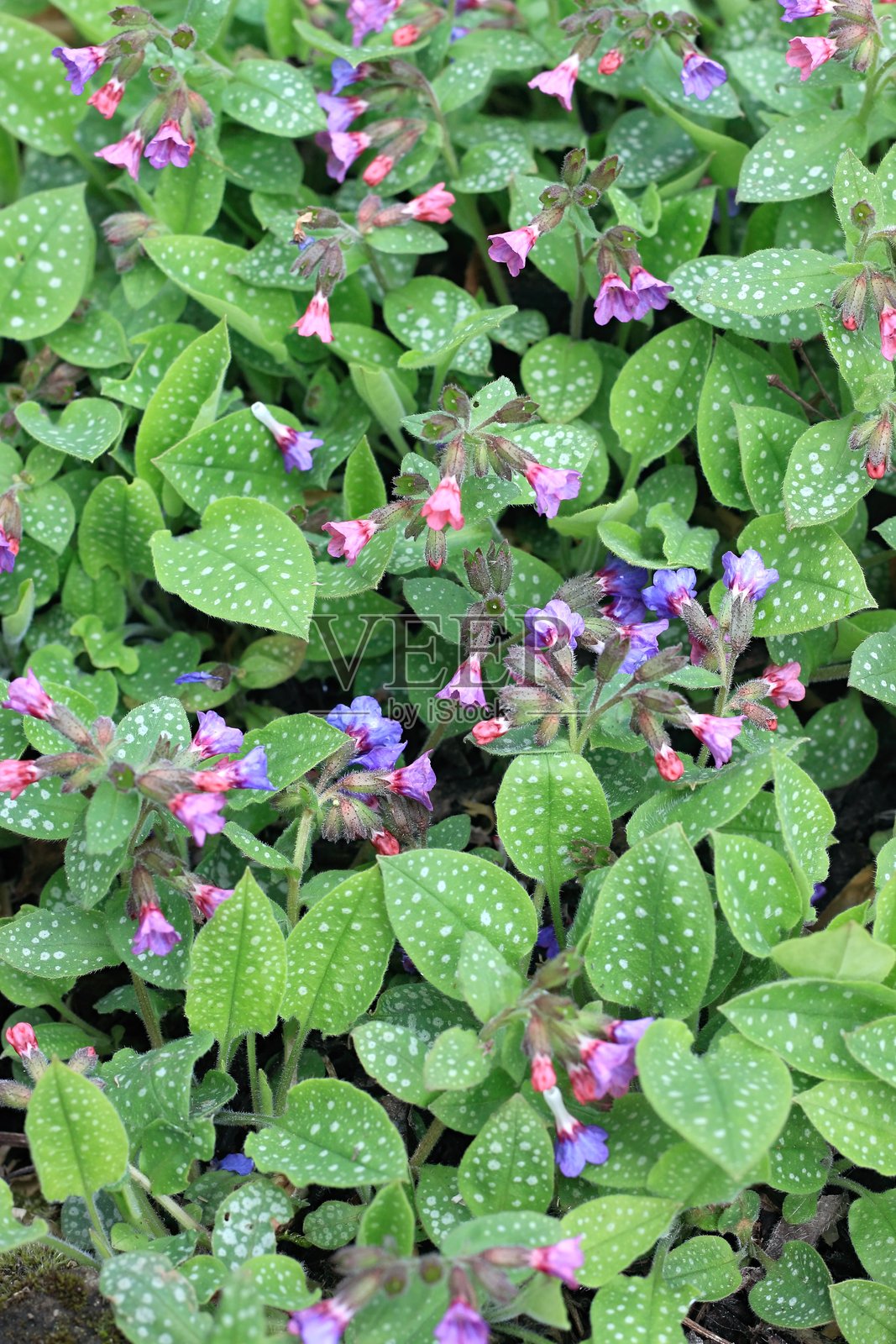 肺草，常见名为肺wort或玛丽的泪水。照片摄影图片