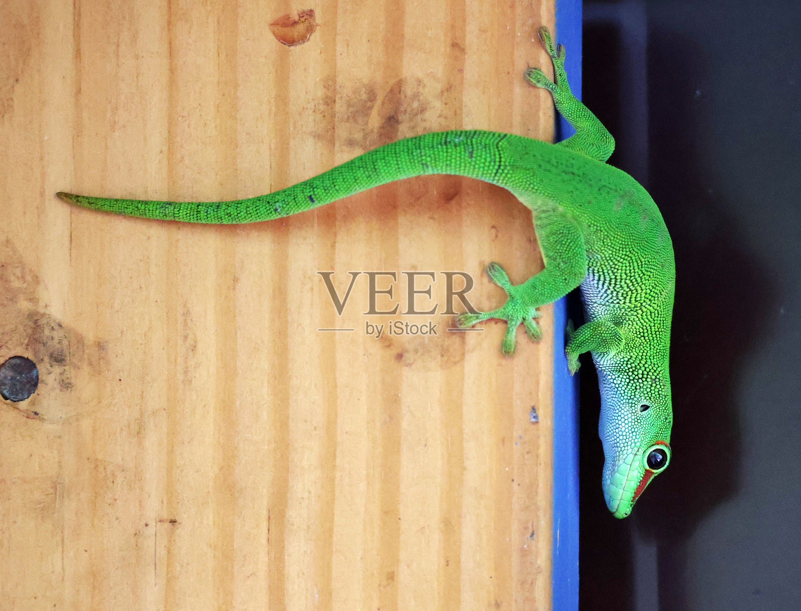绿色蜥蜴在木质背景上，侧面视角照片摄影图片