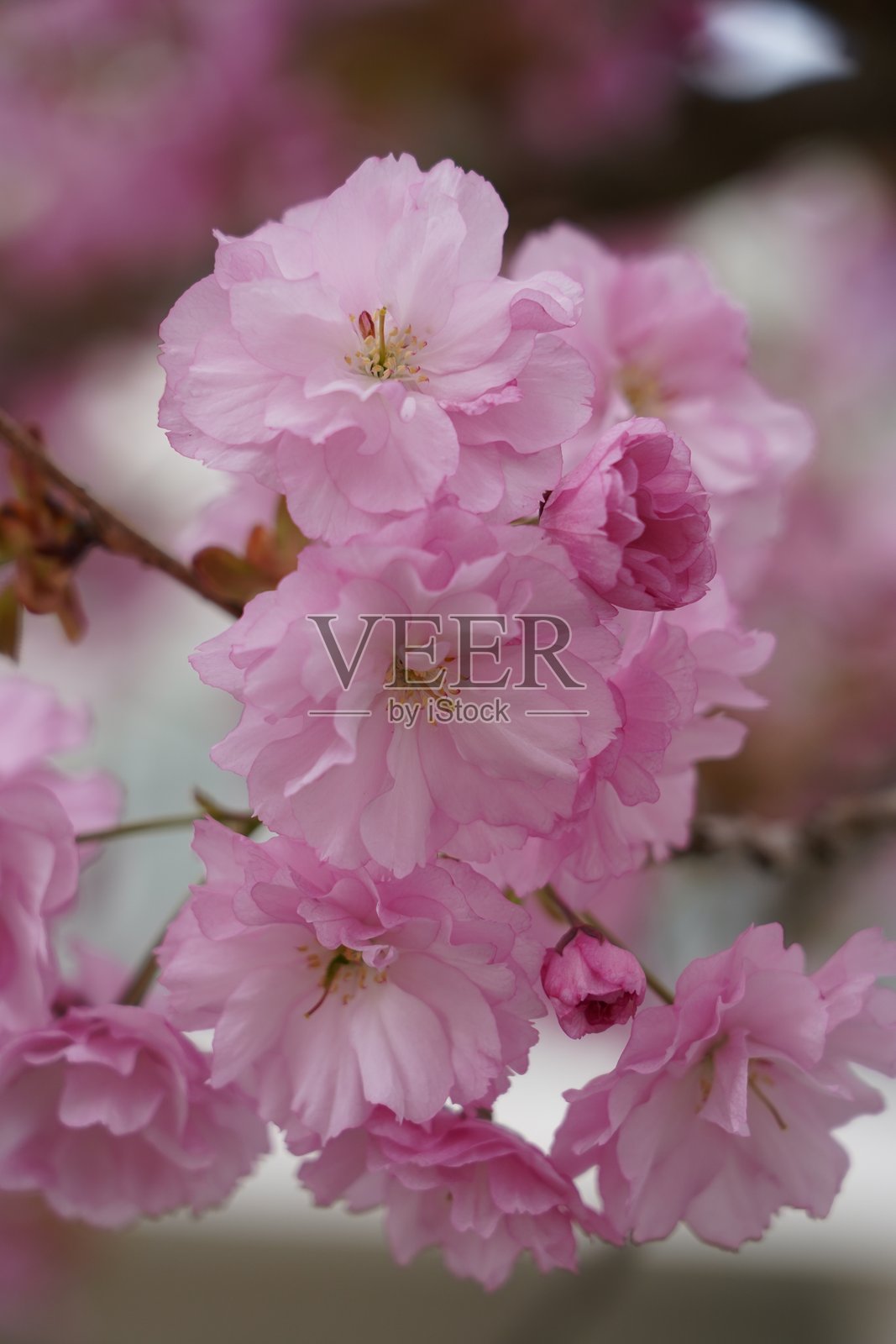 Prunus serrulata或日本樱花是一种樱桃树。德国巴伐利亚州巴德艾宾的Kurpark春天。照片摄影图片