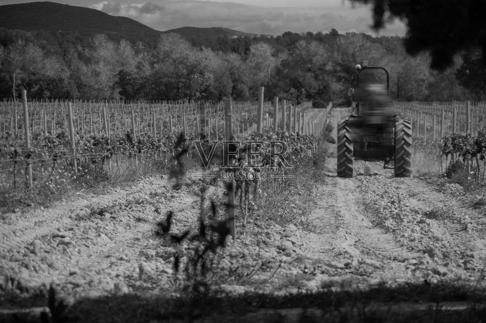 在葡萄园工作的拖拉机照片摄影图片