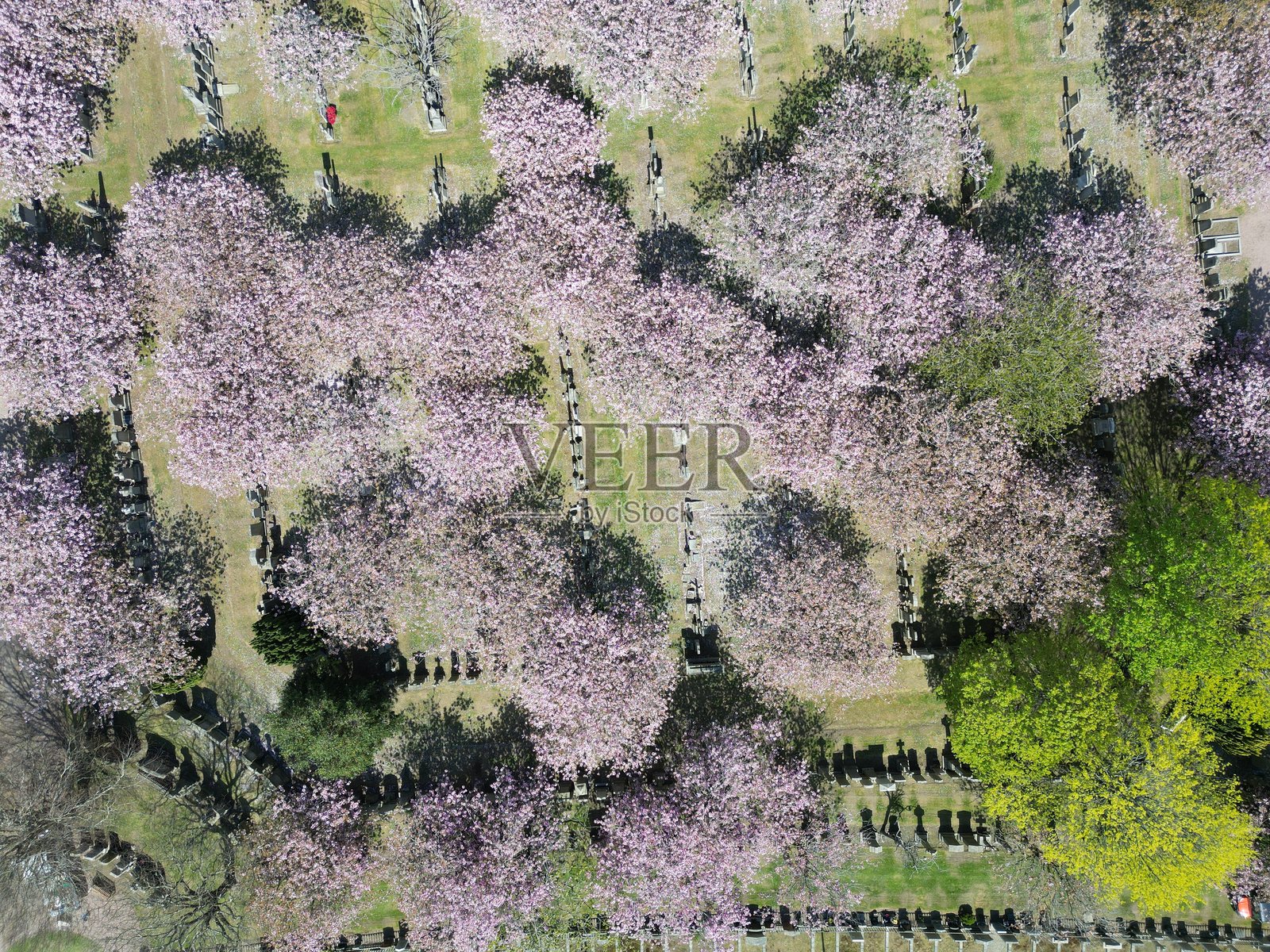 春天的艾伦维尔公墓照片摄影图片