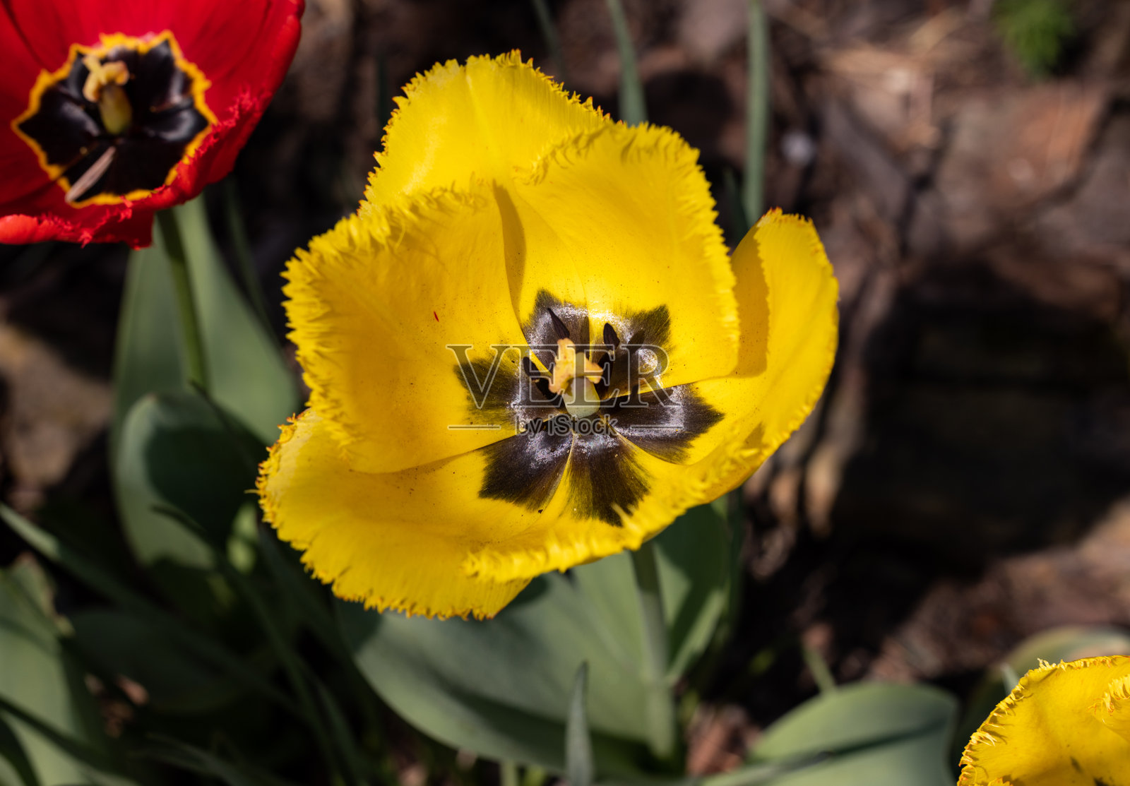 花园中盛开的黄色和红色郁金香花照片摄影图片