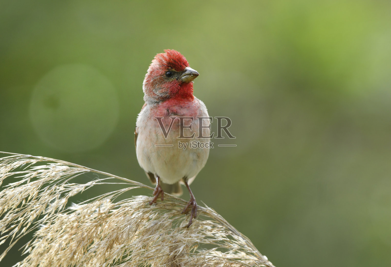 普通玫瑰雀（红雀）雄性照片摄影图片