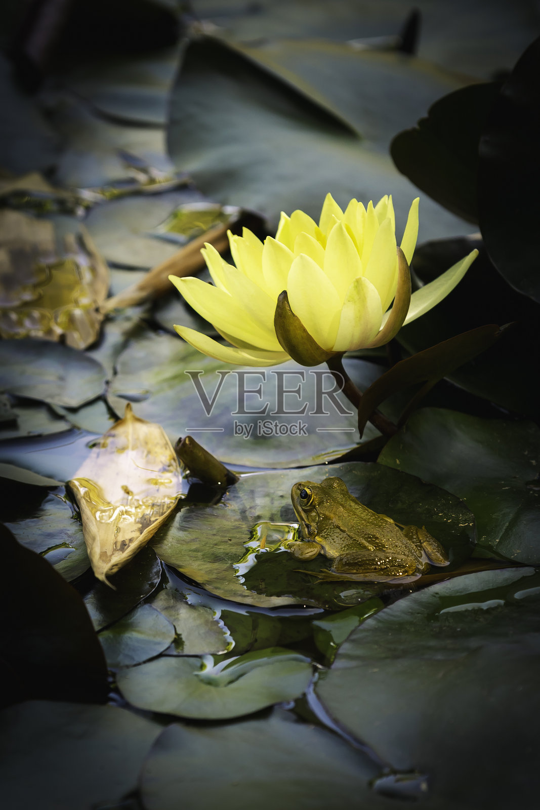 青蛙在摩洛哥马拉喀什的马若雷尔花园池塘边的睡莲叶上休息，旁边是一朵黄色的水百合。照片摄影图片