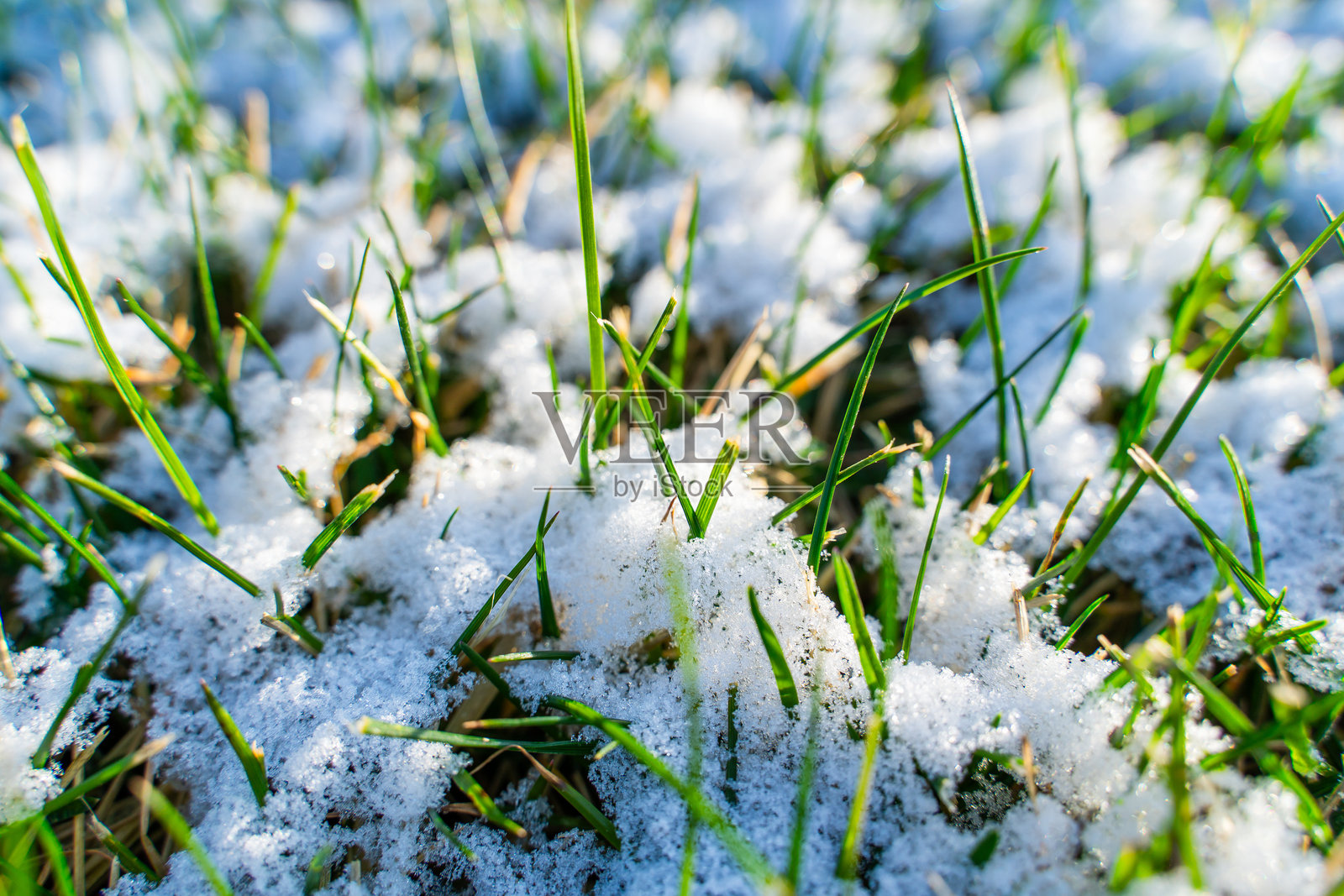 阳光明媚的春晨，雪在绿草上融化。春天的草坪上覆盖着雪。照片摄影图片