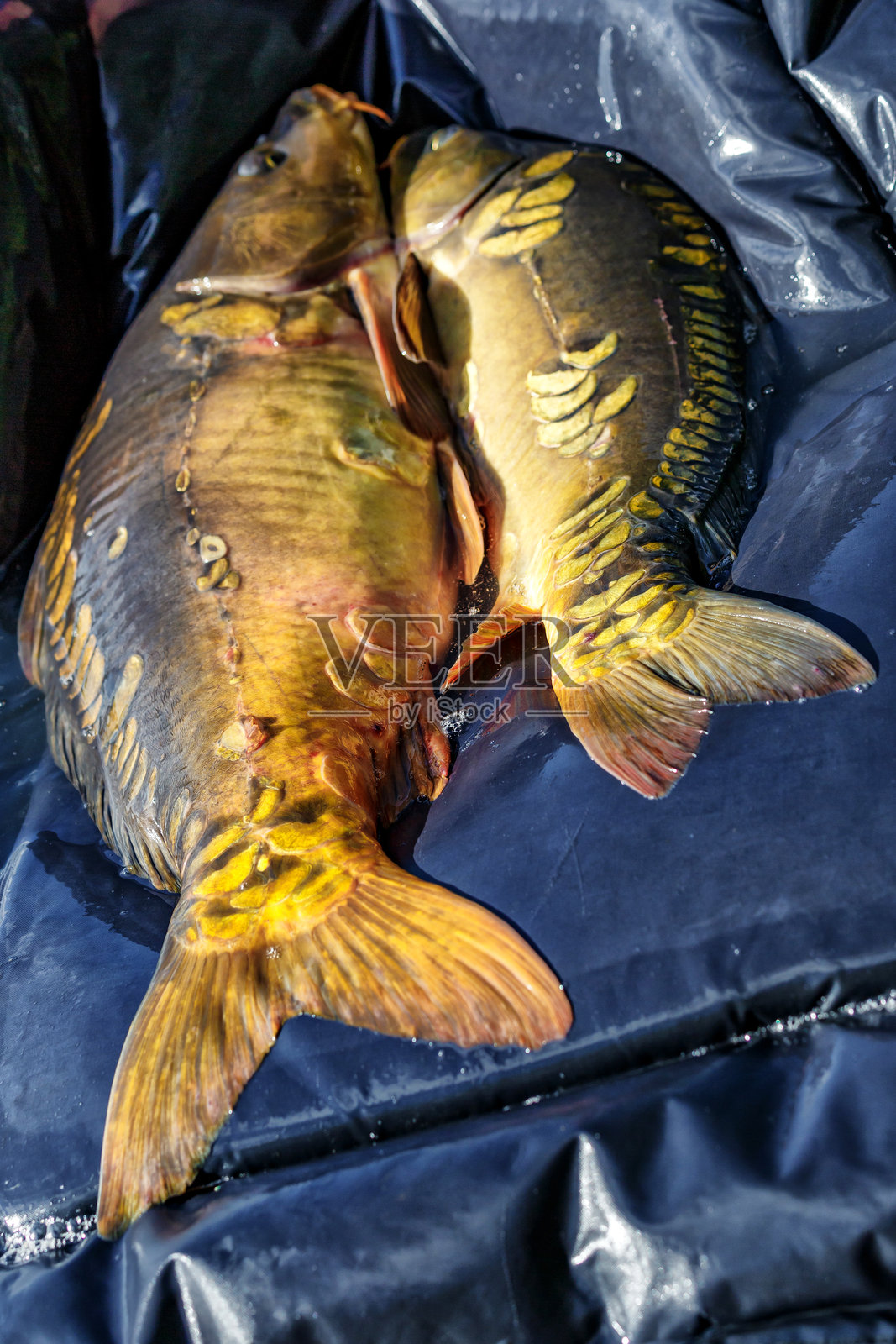 湖边的鲤鱼垂钓活动。大型鲤鱼在被捕获后被放回湖水中。钓鱼冒险。捕捉与放生的运动钓鱼。照片摄影图片