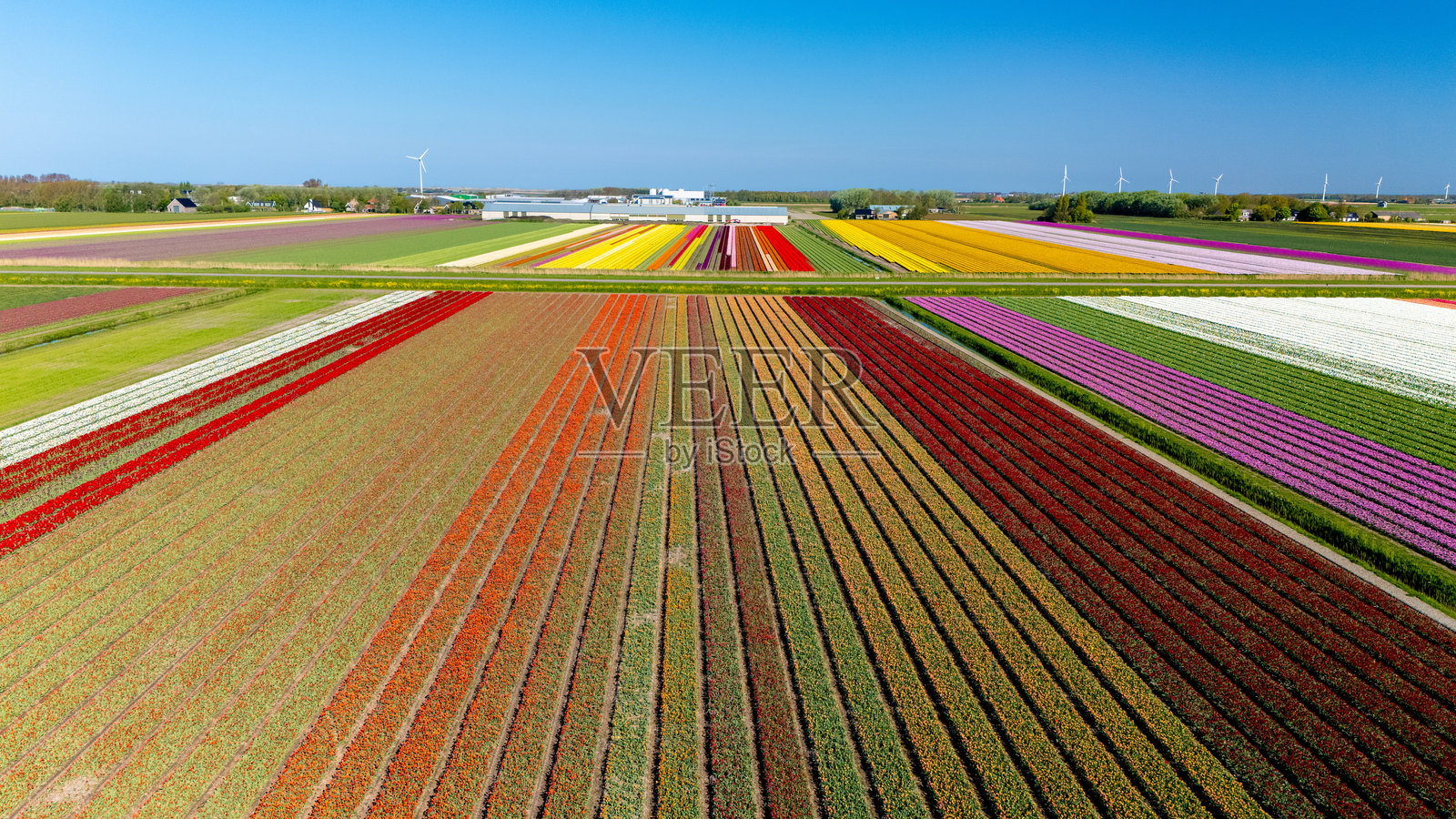春季，荷兰的生机勃勃的郁金香田野遍布整个景观。照片摄影图片