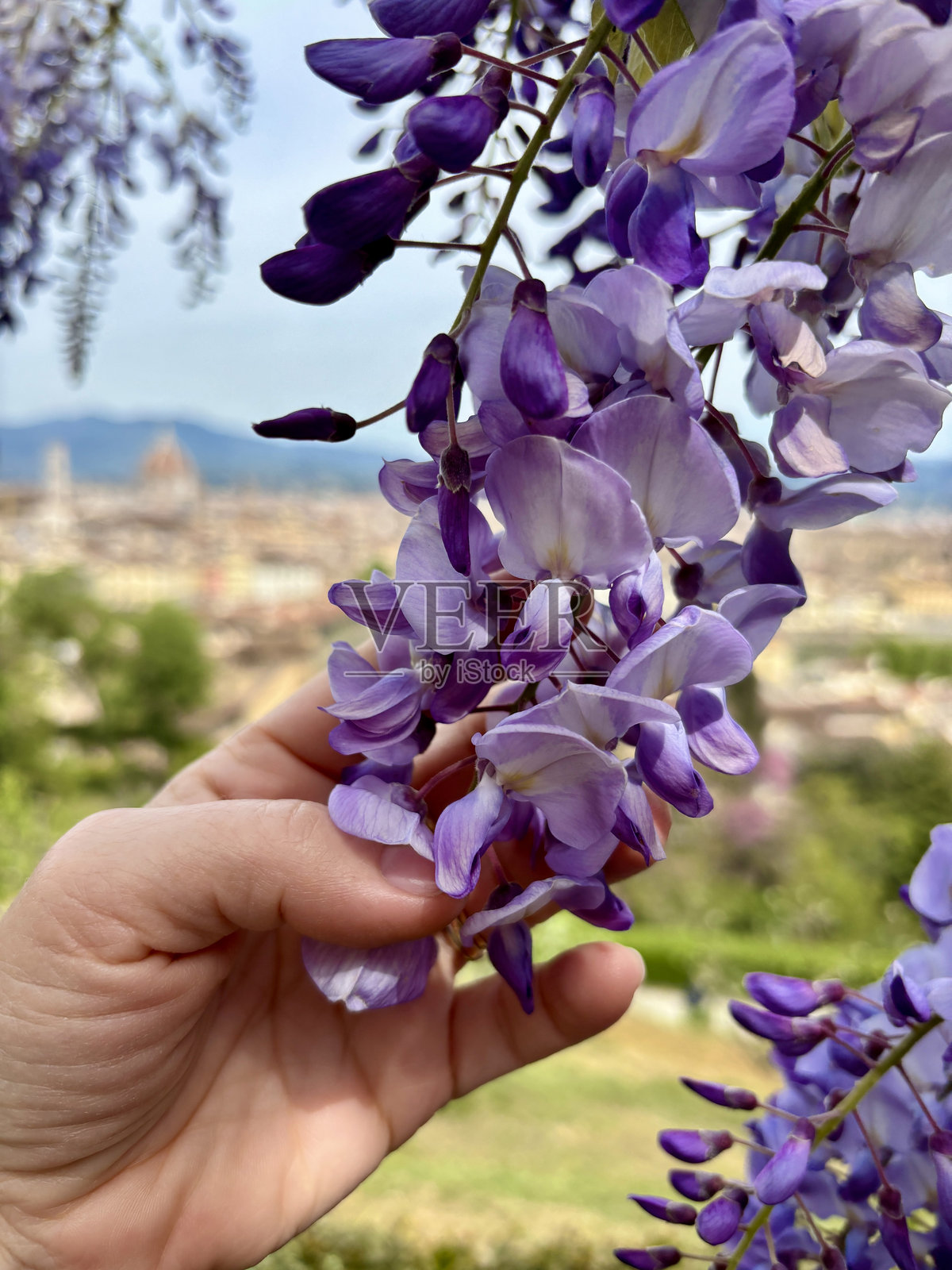 盛开的紫藤花。照片摄影图片