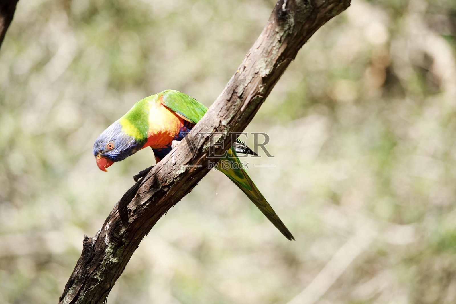 彩虹鹦鹉栖息在树枝上照片摄影图片