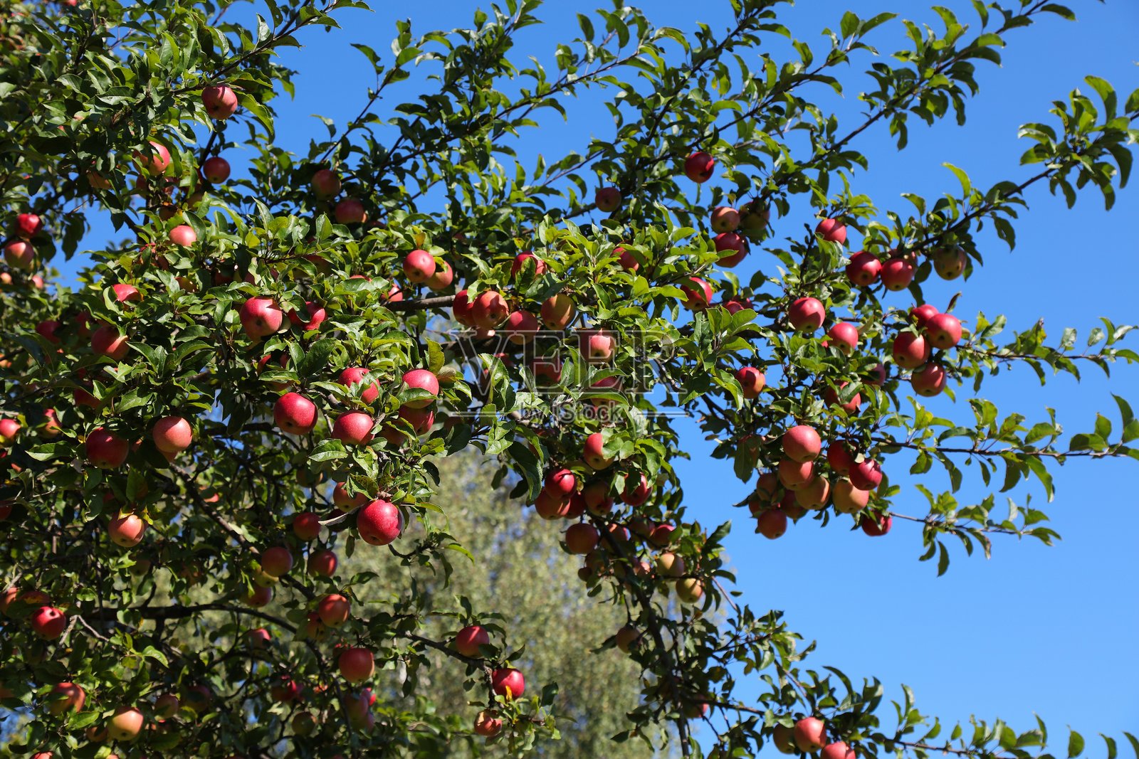 欧洲树上的红苹果照片摄影图片