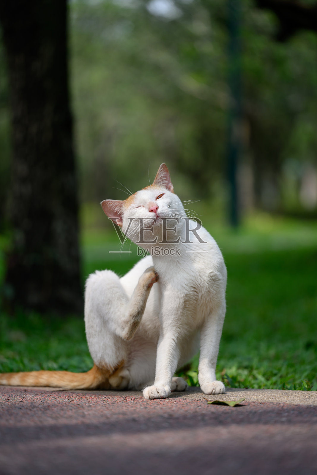 猫坐在地上抓挠照片摄影图片