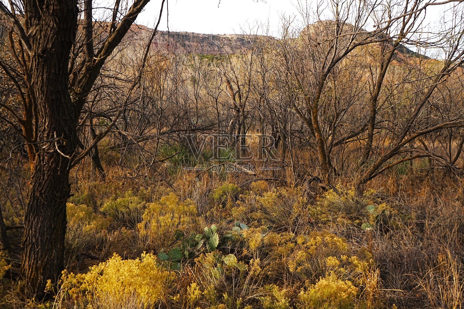 冬季的帕洛杜罗峡谷提供了绝佳的徒步旅行、骑行、露营和野生动物观察机会。照片摄影图片