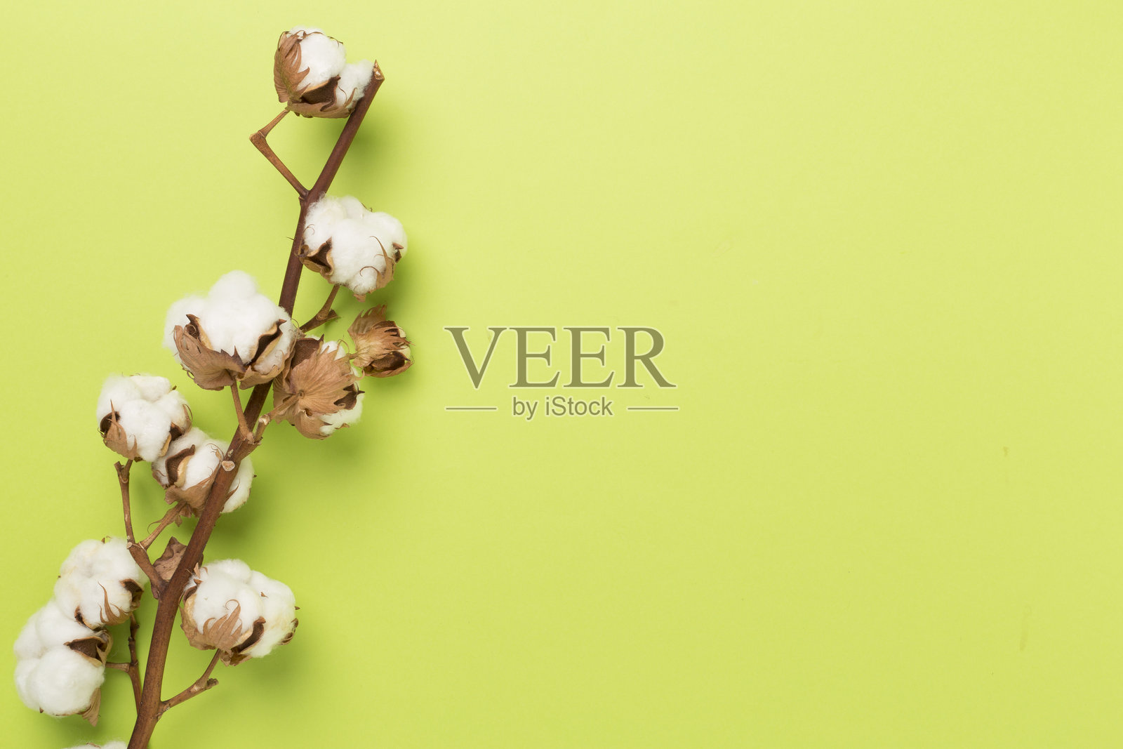 棉花花枝在彩色背景上，俯视图照片摄影图片