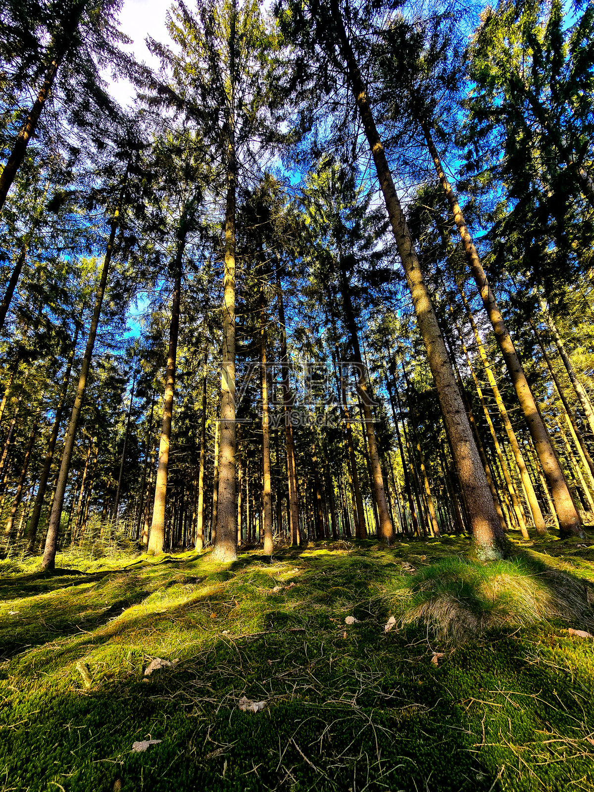 荷兰弗莱福兰美丽的风景中，五彩缤纷的春季花卉与郁金香绽放。照片摄影图片
