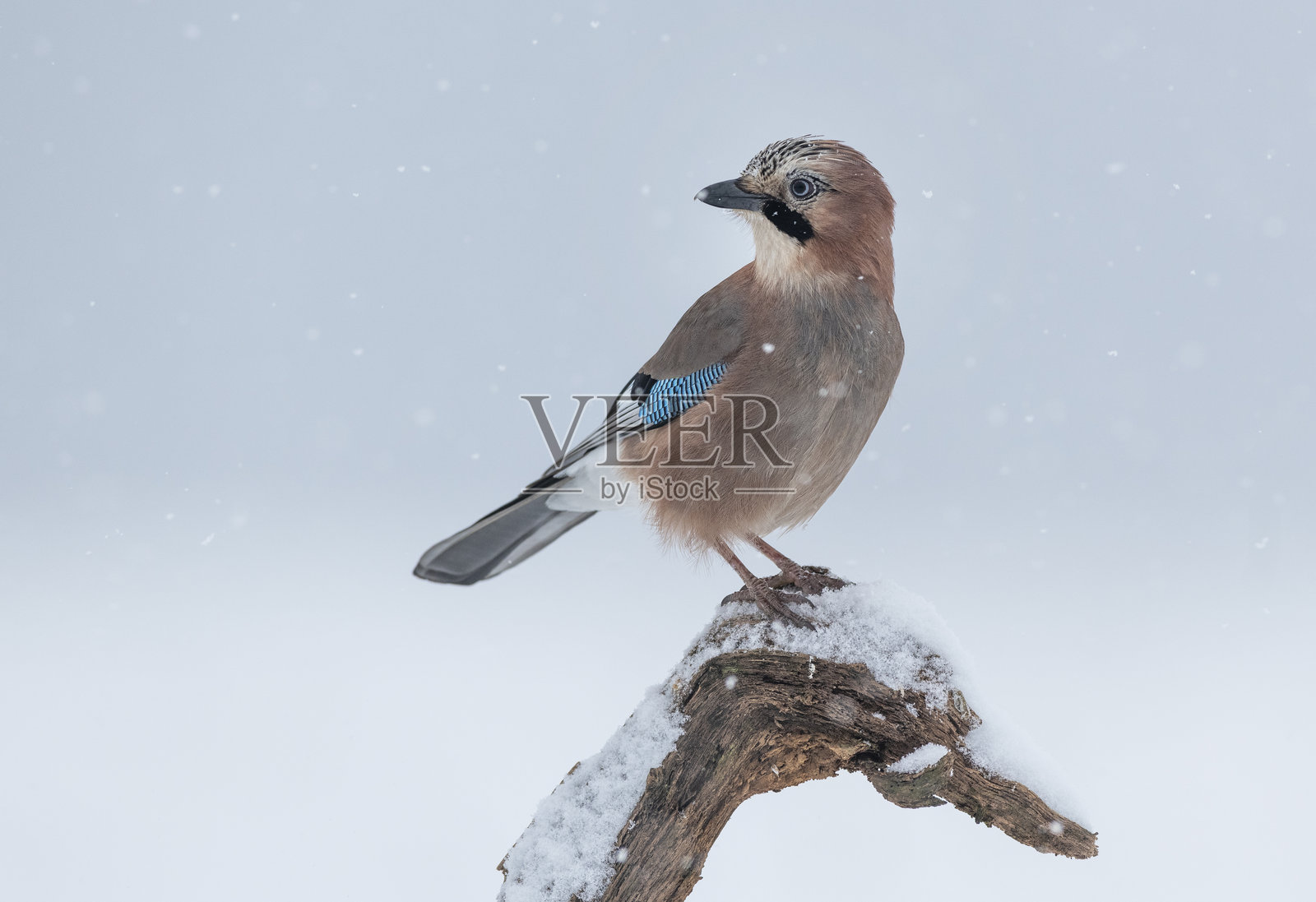 欧亚松鸦（Garrulus glandarius）照片摄影图片