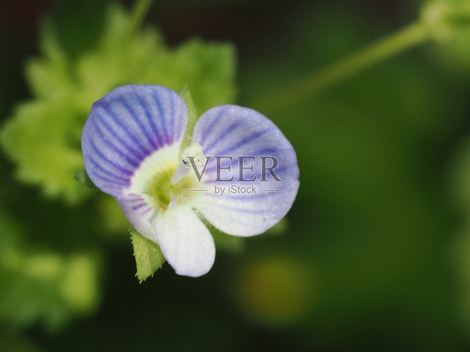 花朵盛开照片摄影图片