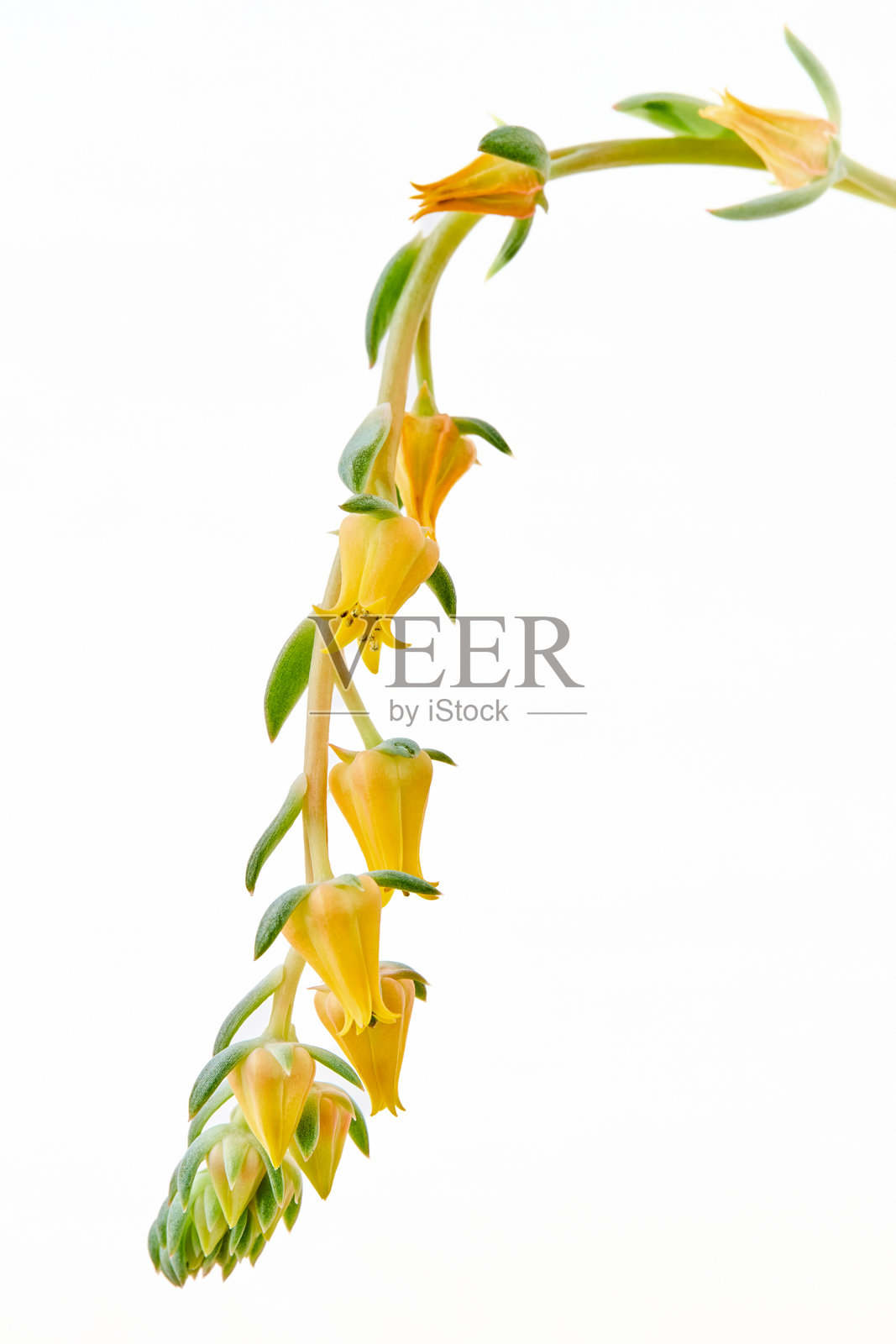 开花的黄花景天植物Echeveria pulidonis特写，背景为浅色。Echeveria pulidonis或称石玫瑰，属于景天科，原产于墨西哥中部。照片摄影图片