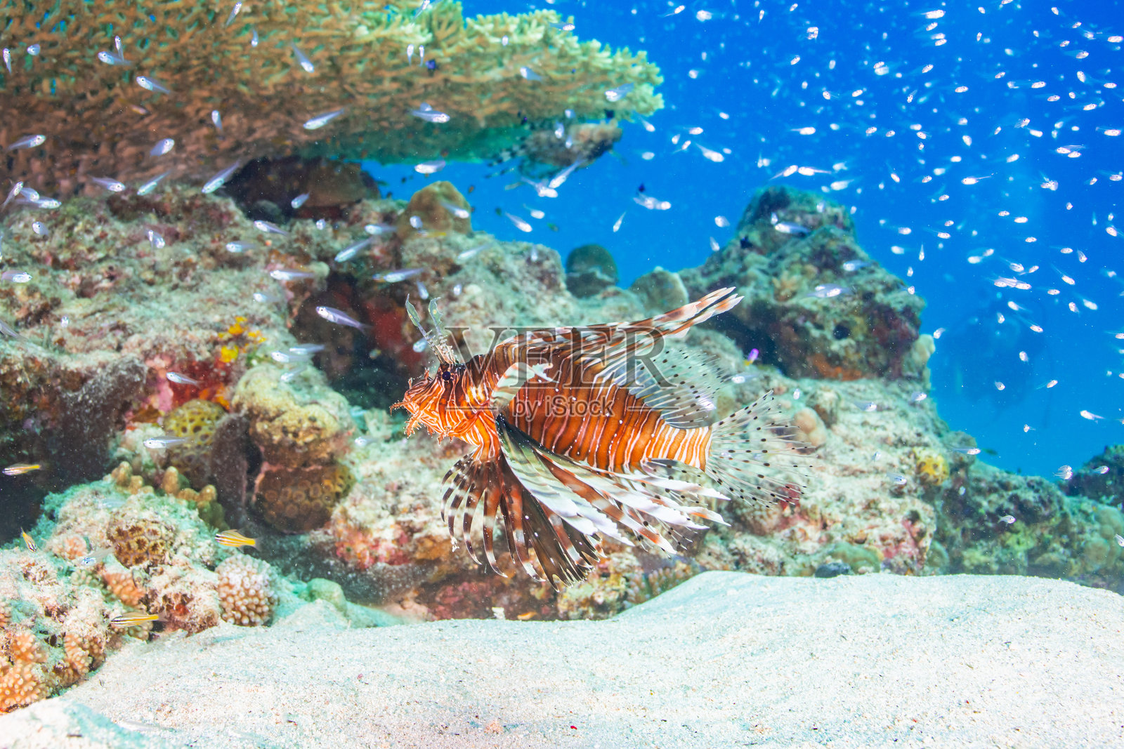 美丽的珊瑚礁和鱼群的水下景观照片摄影图片