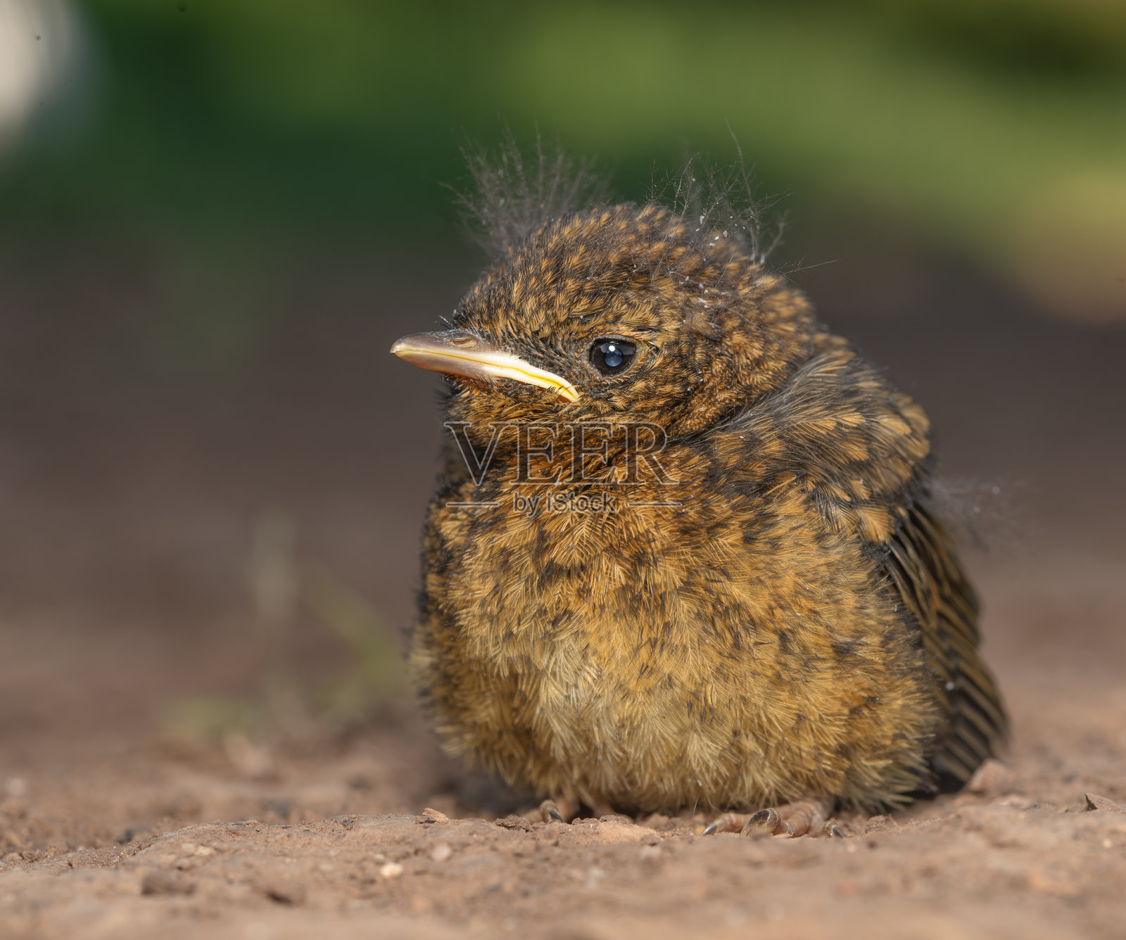 知更鸟雏鸟照片摄影图片