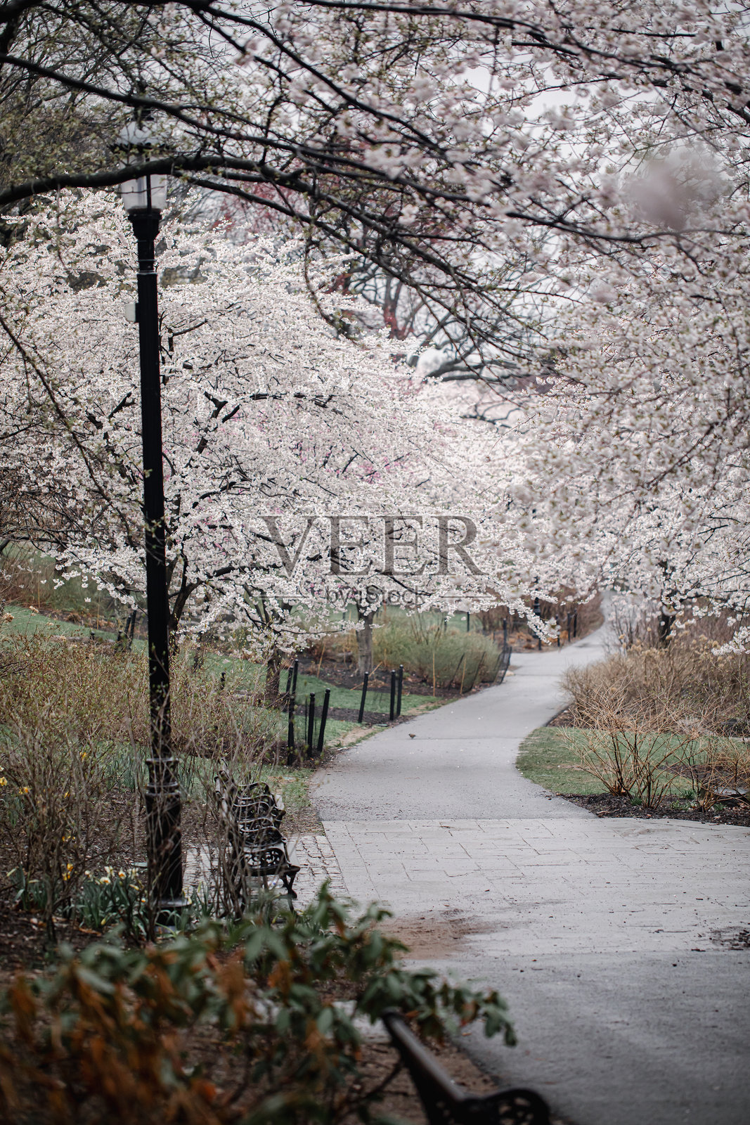 樱花照片摄影图片