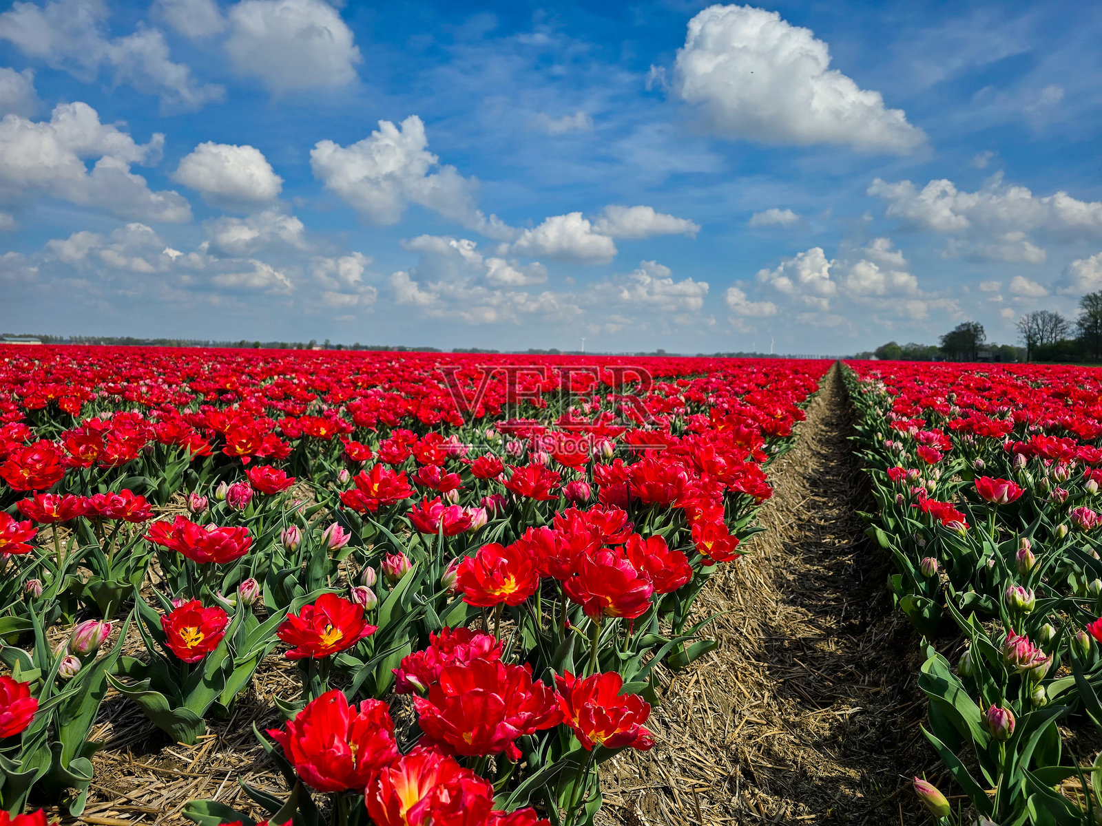 荷兰色彩斑斓的郁金香田野在明亮的蓝天和蓬松的白云下照片摄影图片