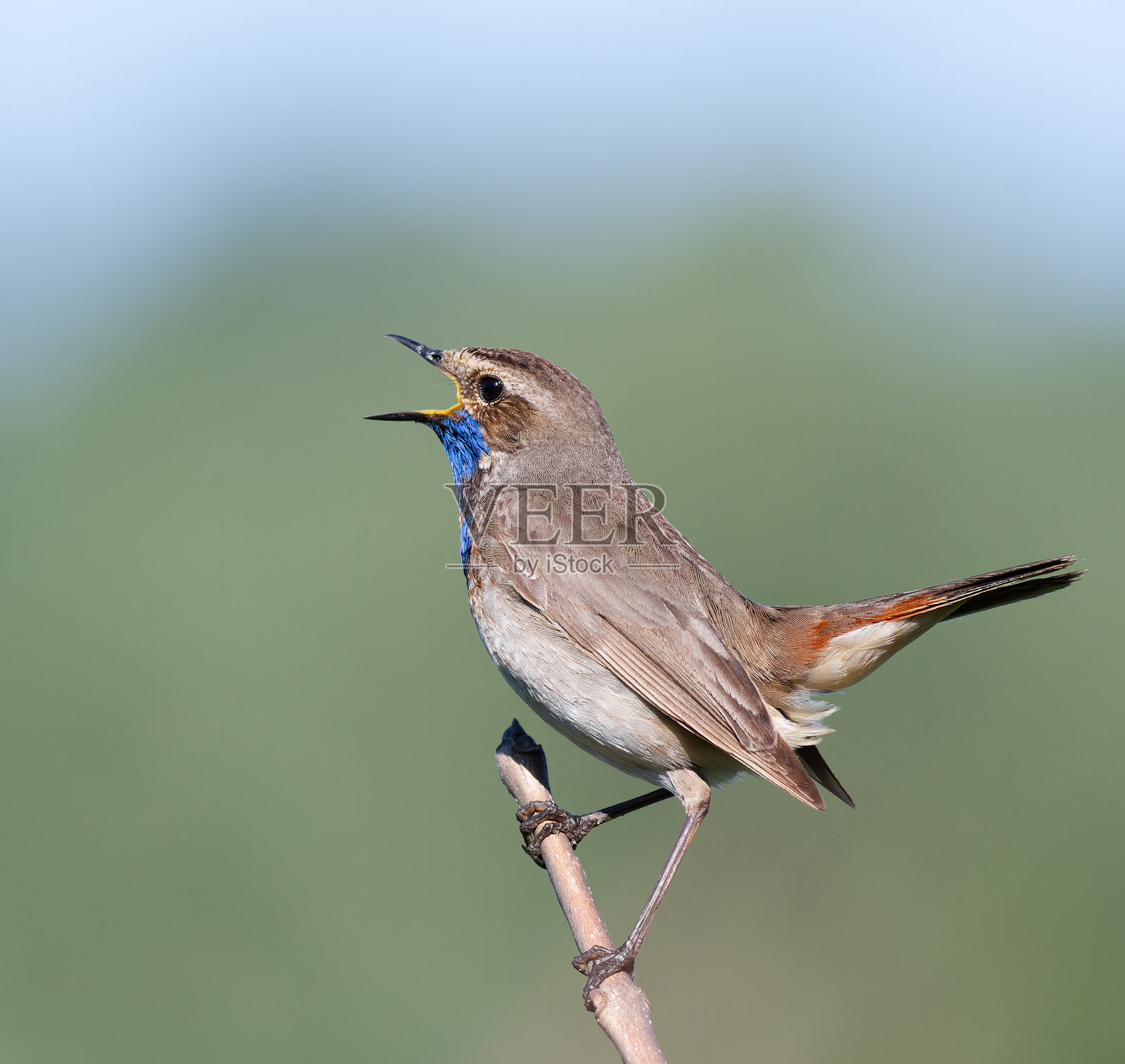 蓝喉歌鸲（Luscinia svecica）。坐在树枝上的歌唱鸟。照片摄影图片