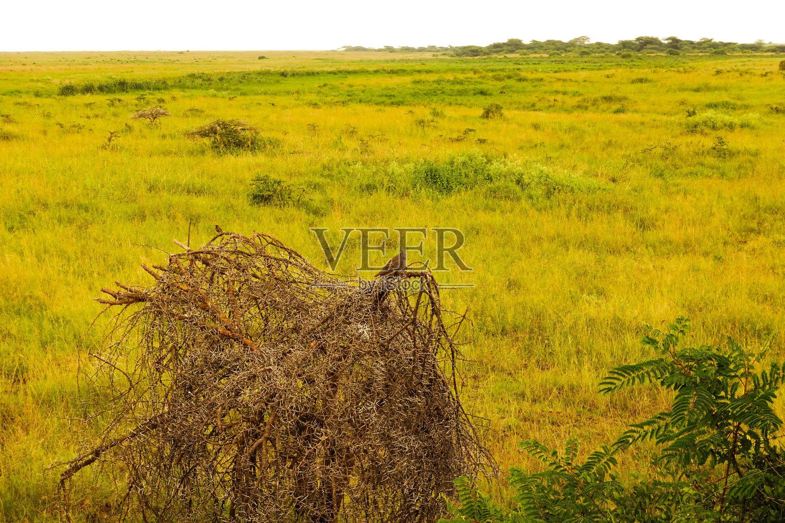 内罗毕公园的热带风景。照片摄影图片