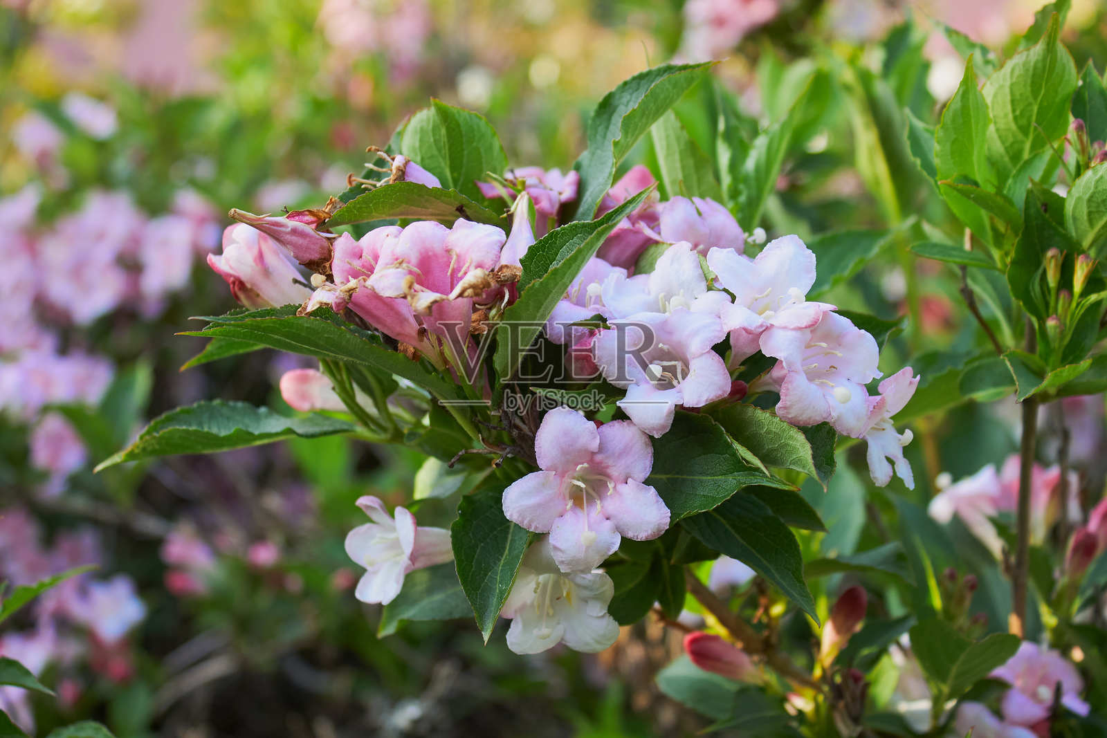 带有红白色、粉色花朵和绿色叶子的枝条。花蕊。红色花苞。鲜艳的背景。照片摄影图片