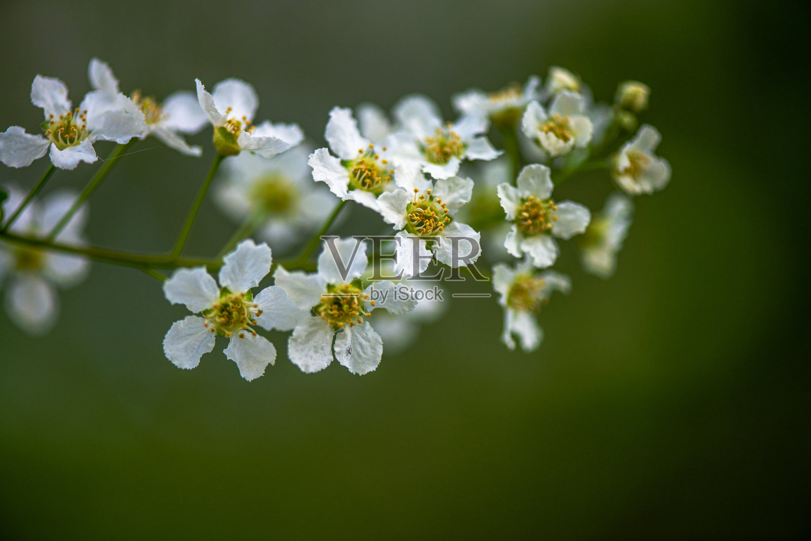 娇嫩的白色春花盛开照片摄影图片