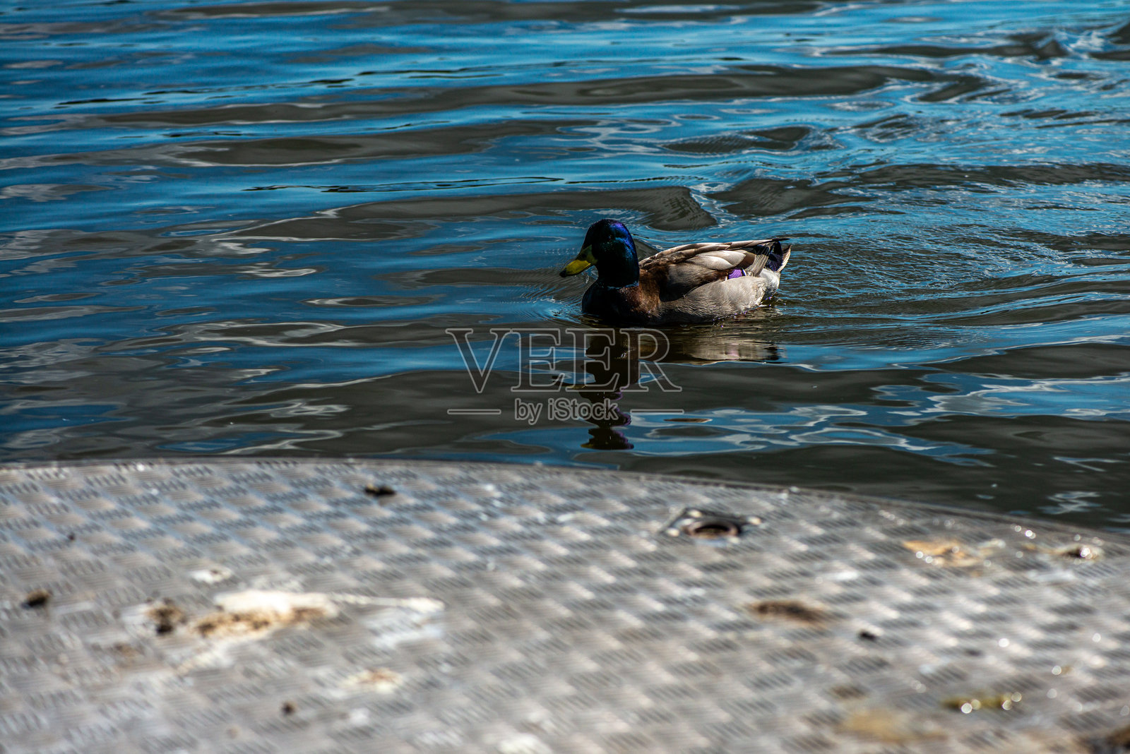 湖边绿头鸭的特写细节照片摄影图片