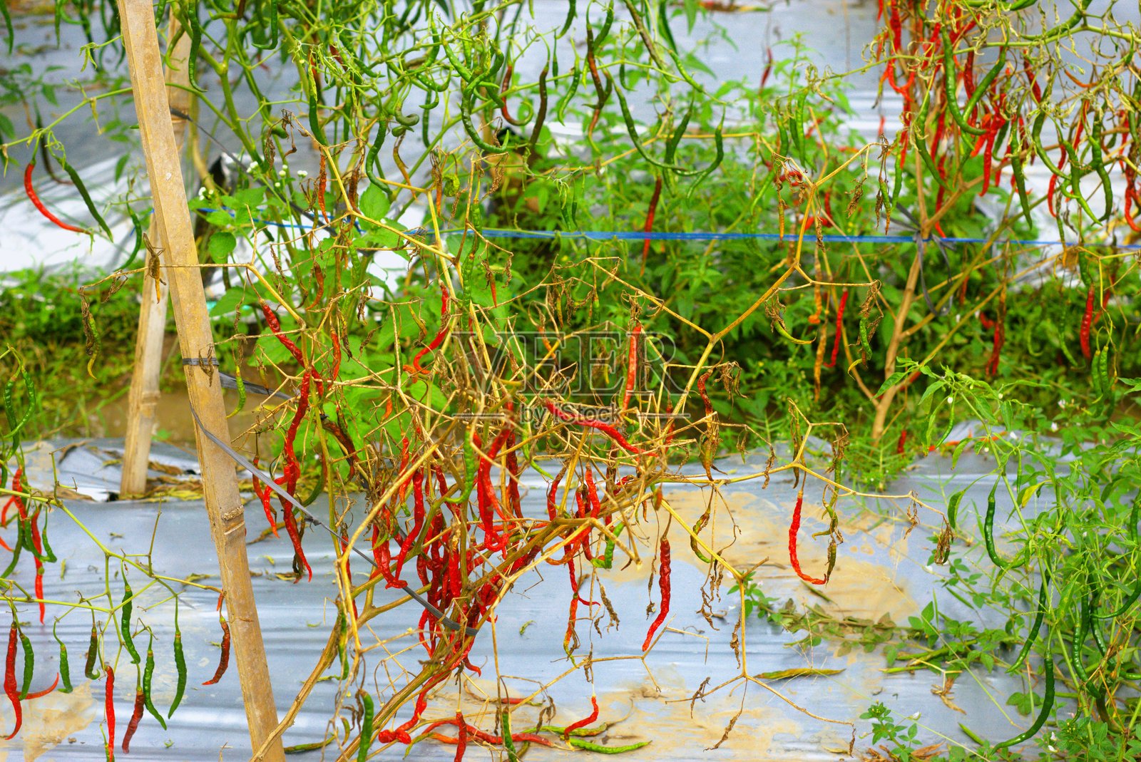红辣椒挂在植物上照片摄影图片