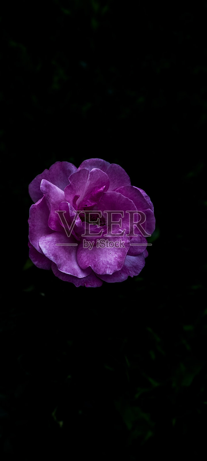 紫色玫瑰在黑色背景中绽放照片摄影图片