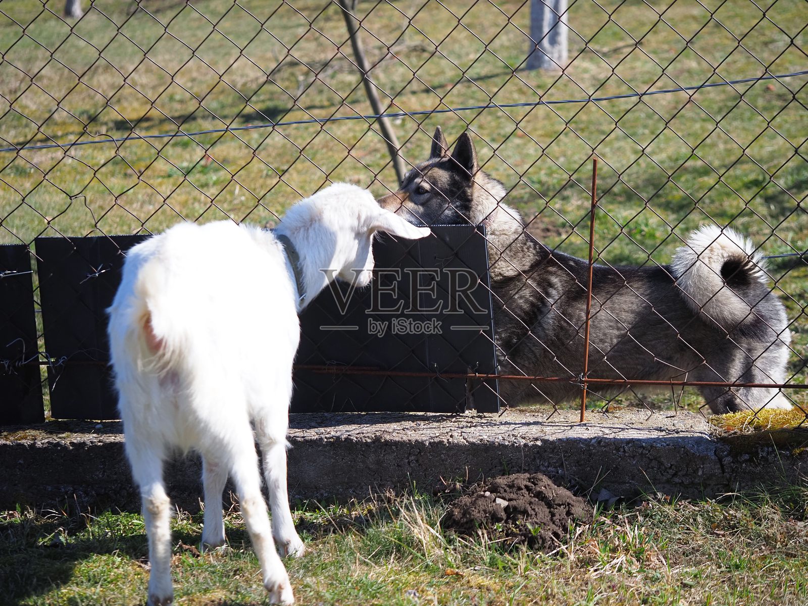 年轻的怀孕白毛萨农山羊在森林中觅食照片摄影图片