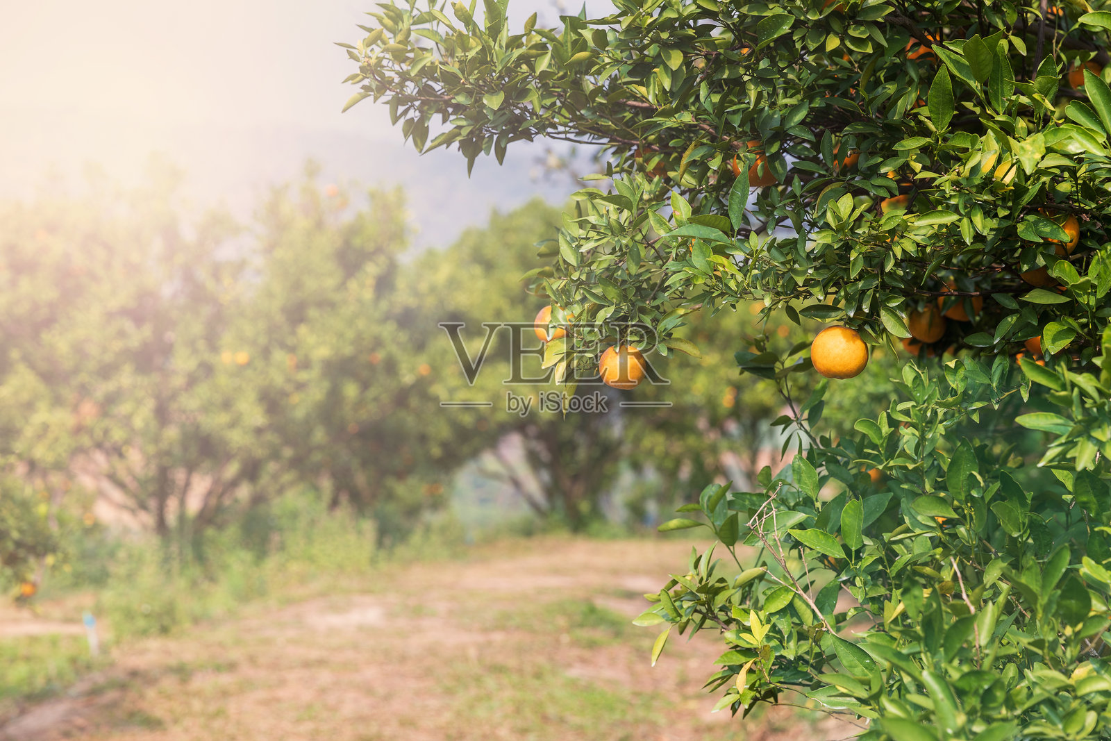 成熟新鲜的橘子挂在树枝上，橘子园。树上挂着一串成熟的橙子。照片摄影图片