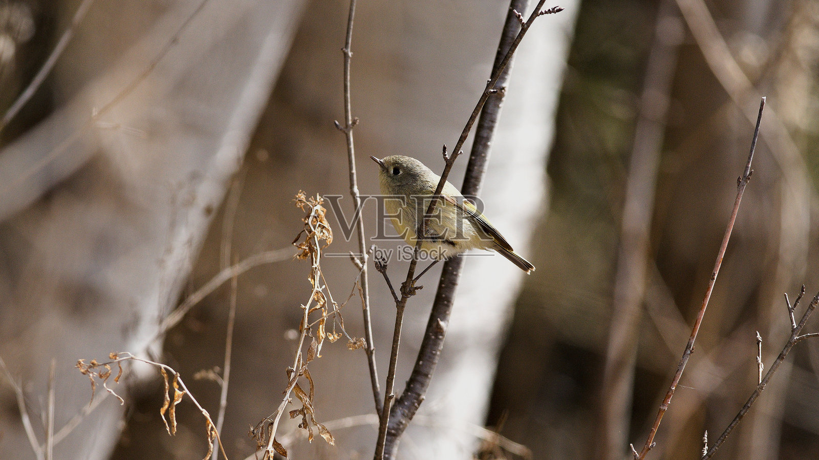 鸟儿在森林中与镜头相遇，充满好奇与宁静照片摄影图片