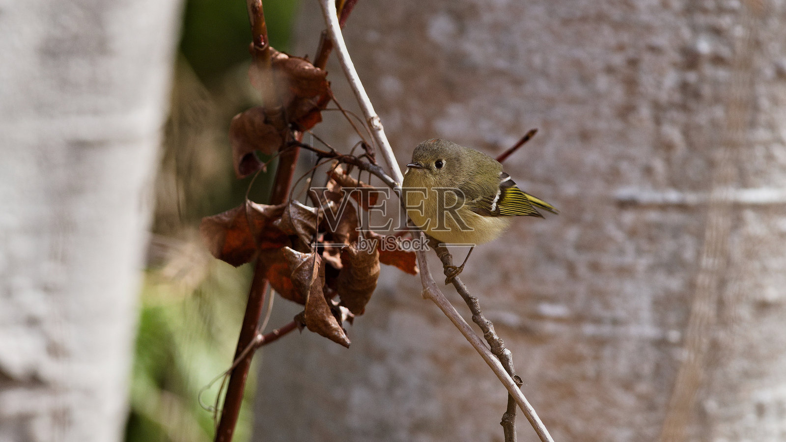森林的宁静与歌唱：春天绿意中的红冠王鹟照片摄影图片