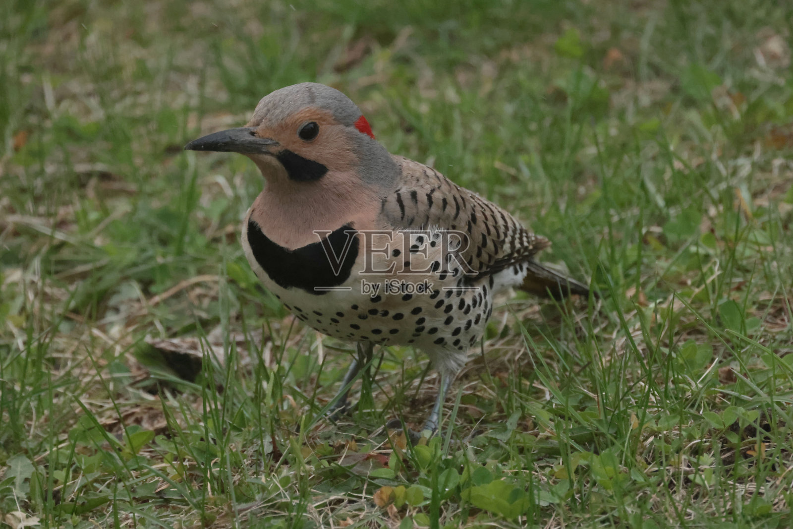 啄木鸟在草坪上啄食和繁衍照片摄影图片