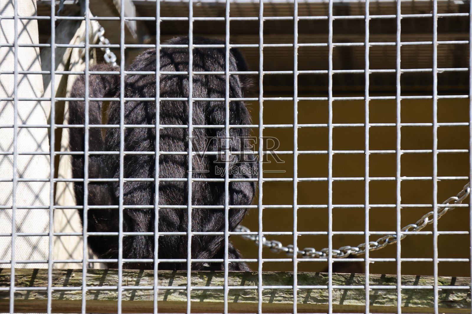 动物园里的动物照片摄影图片