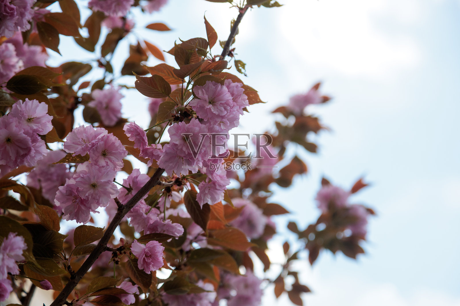 城市中的樱花盛开树木照片摄影图片