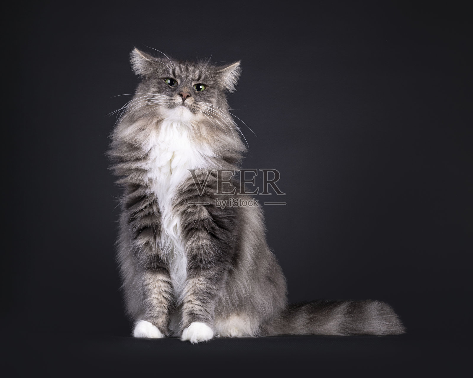 黑色背景上的挪威森林猫照片摄影图片