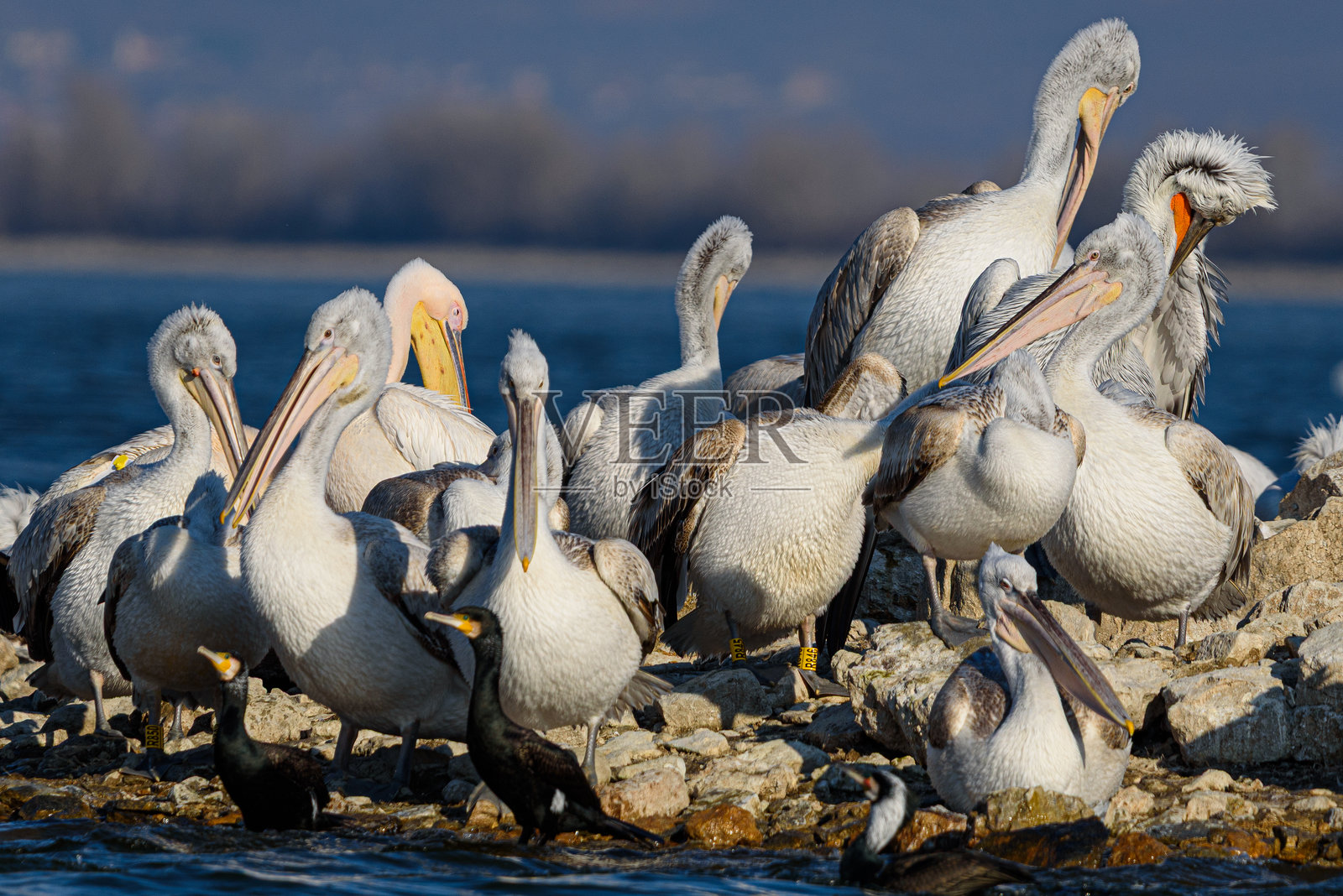 克尔基尼的鹈鹕照片摄影图片