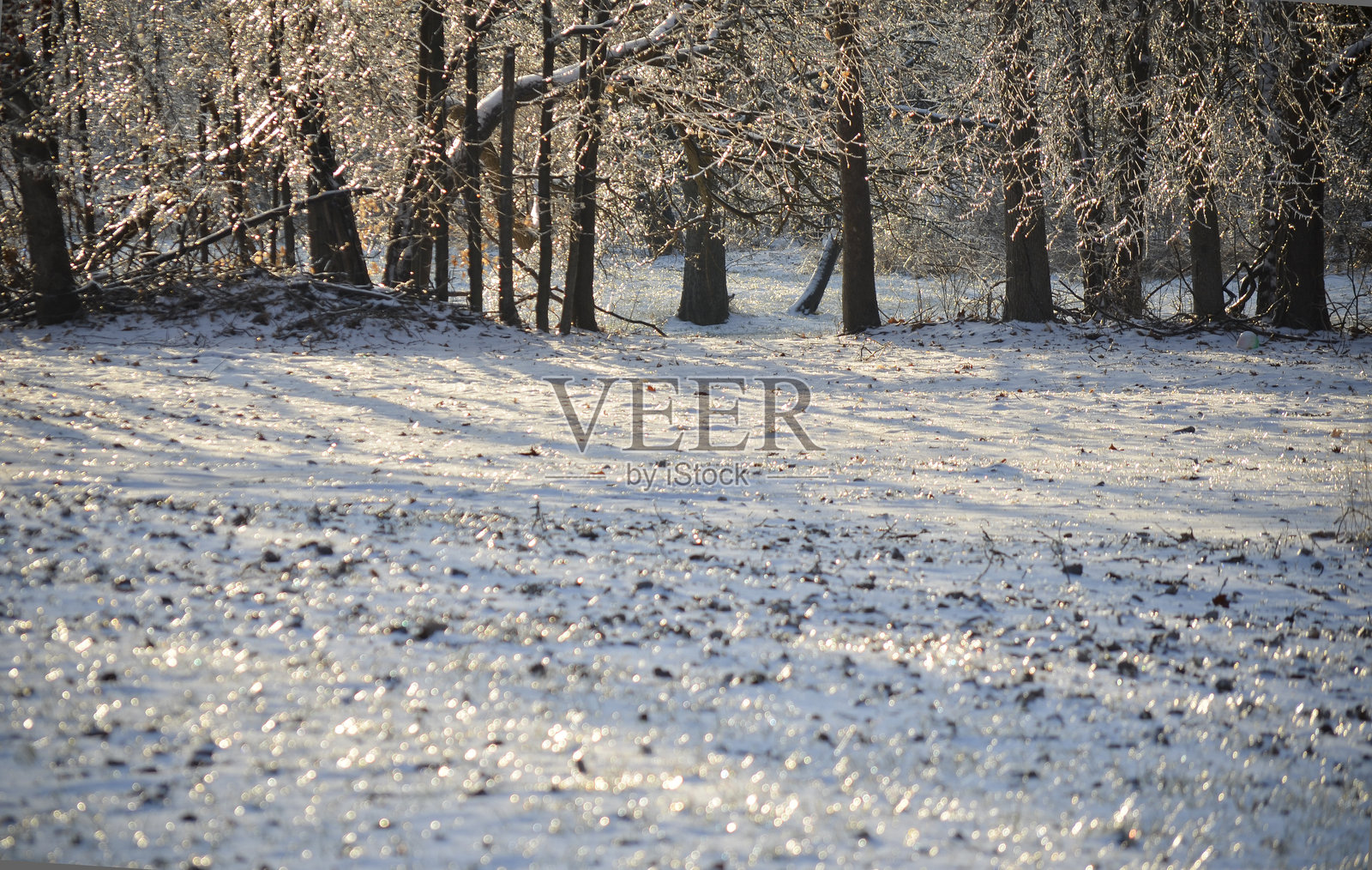 魔法冰雪森林照片摄影图片